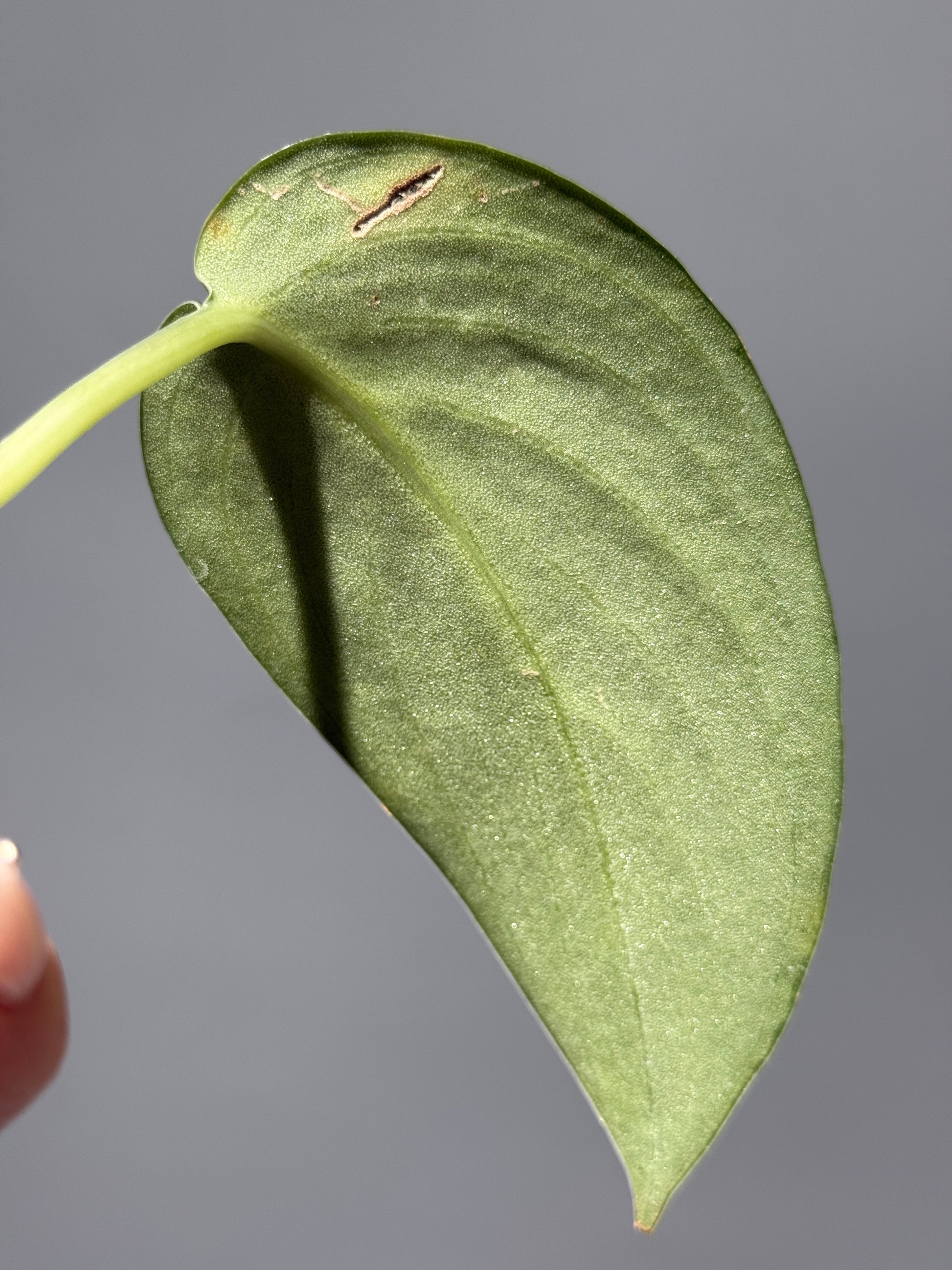 スキンダプサス グリーン エメラルド / Scindapsus green emerald (1)