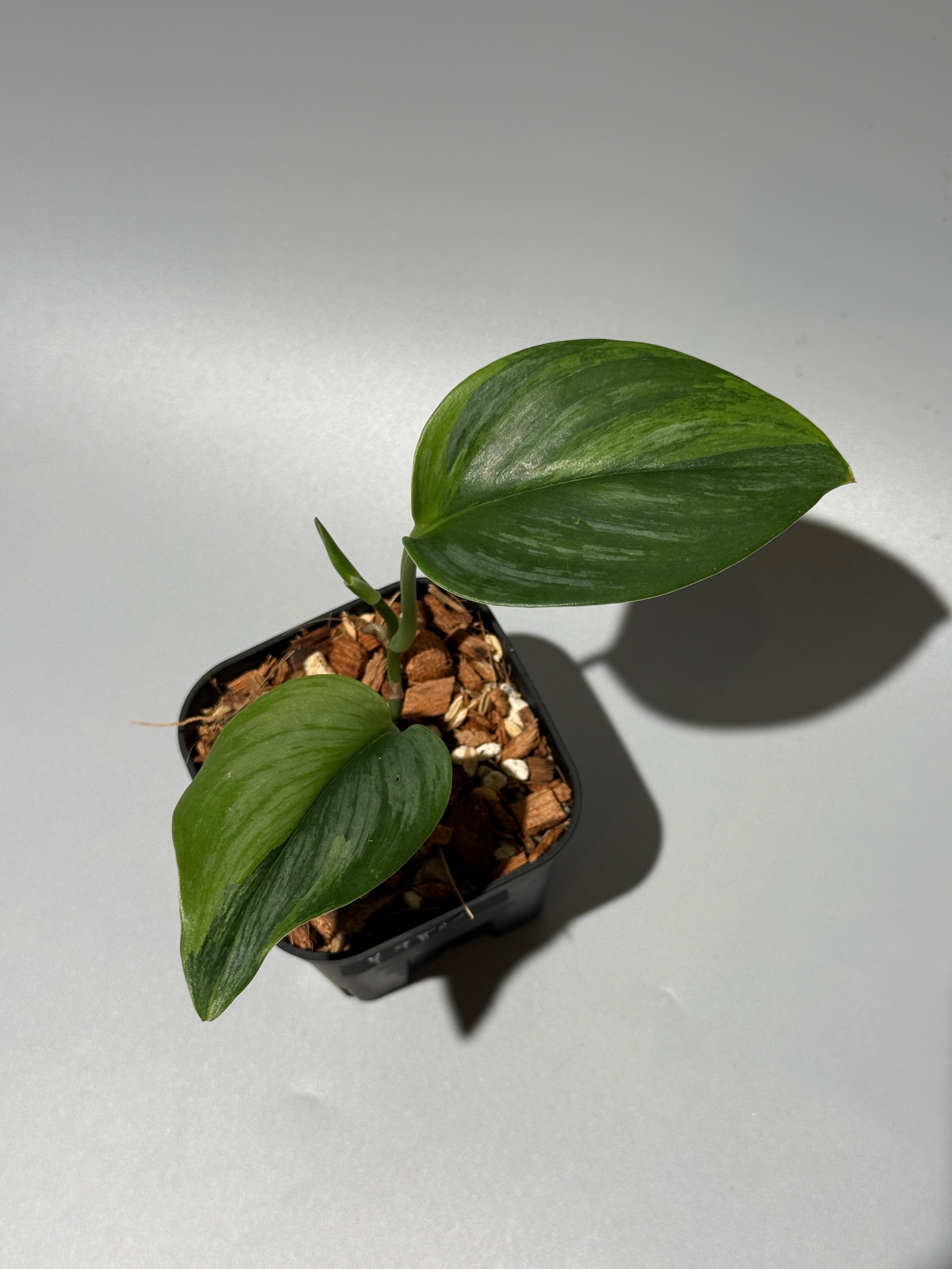All Plants – Page 2 – Nakayama-Plants