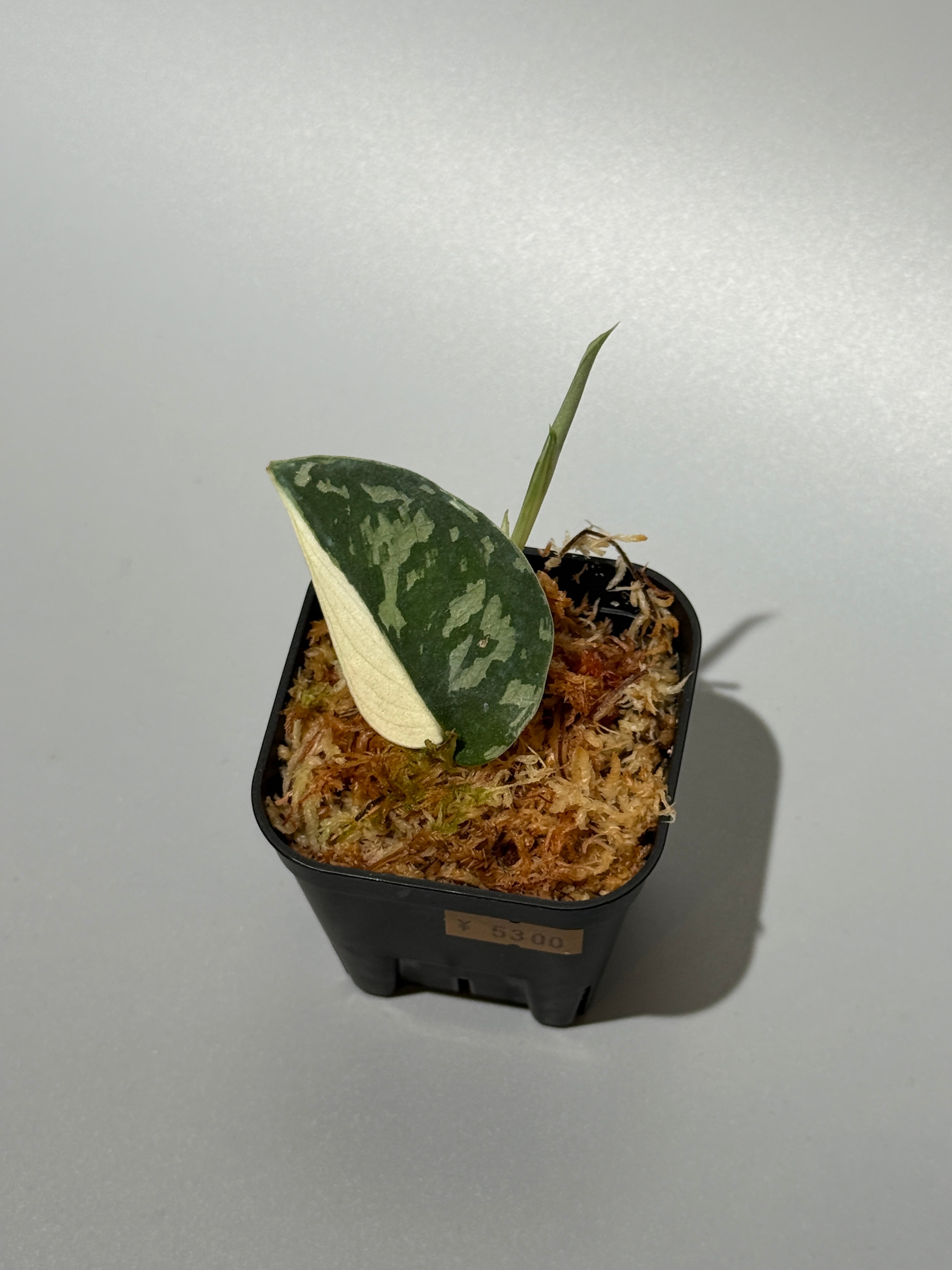 Nakayama Plants公式オンラインストア｜スキンダプサス専門店