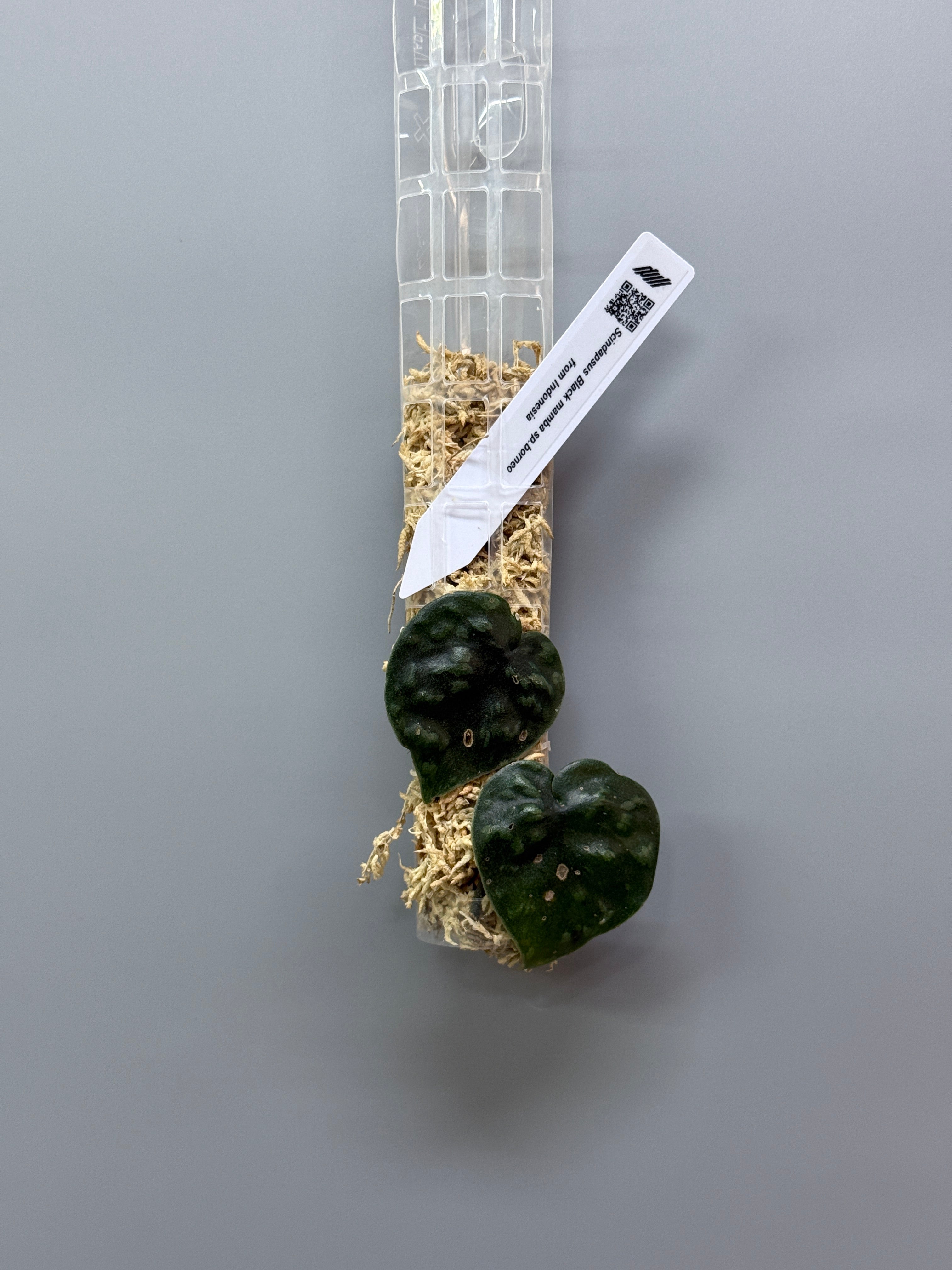 スキンダプサス ブラックマンバ / Scindapsus black mamba (2