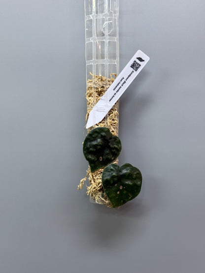 スキンダプサス ブラックマンバ  / Scindapsus black mamba (2)