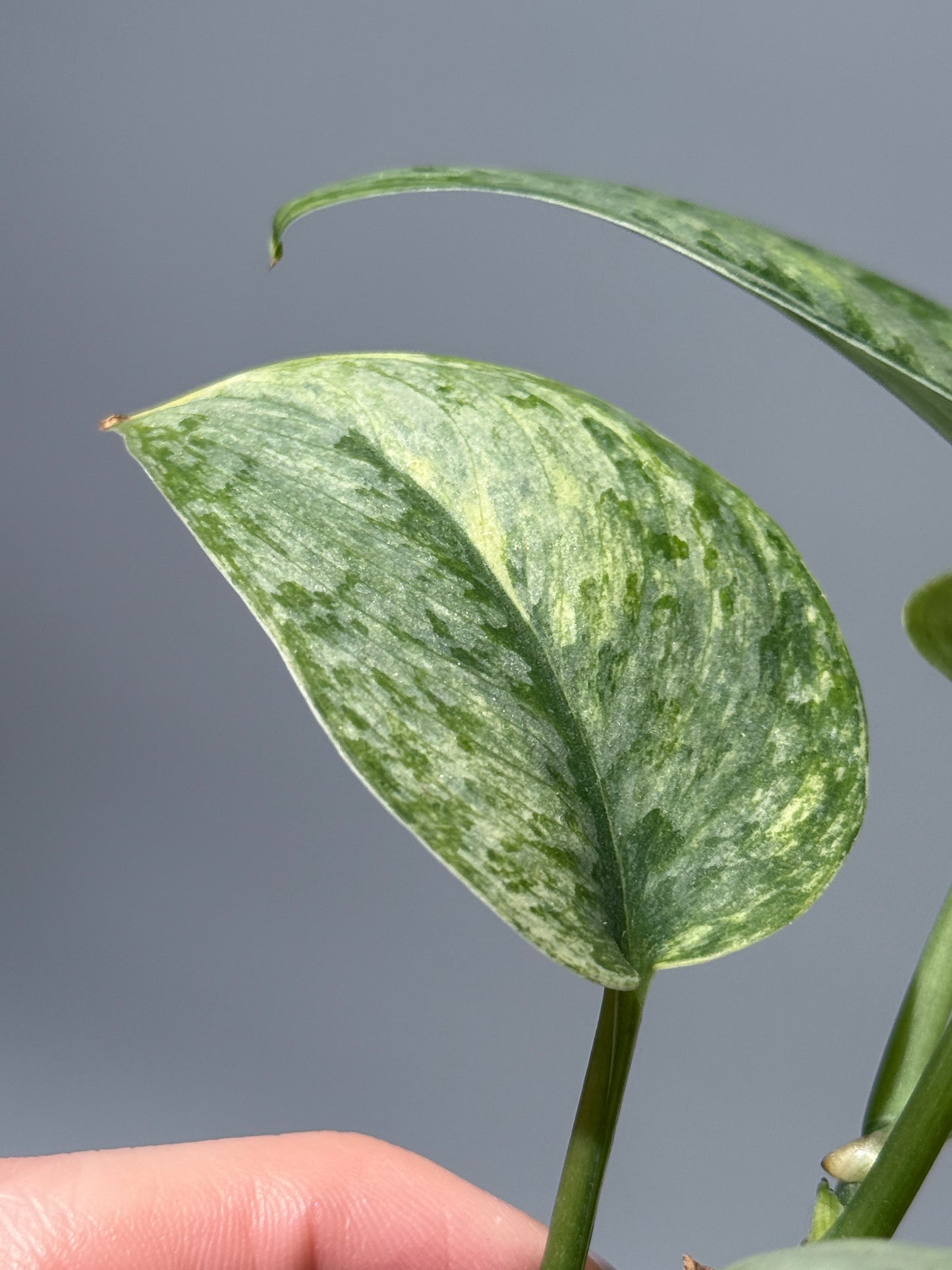 スキンダプサス サデワ トリカラー / Scindapsus sadewa tricolor (1)