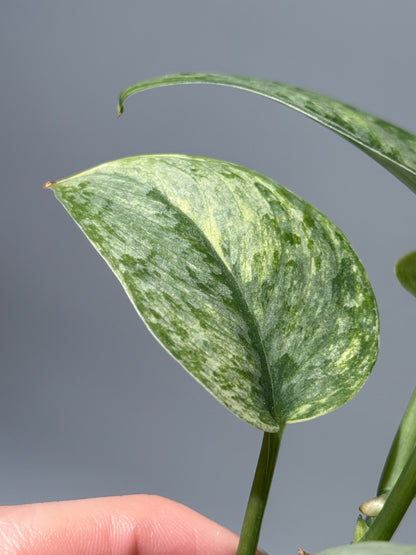 スキンダプサス サデワ トリカラー / Scindapsus sadewa tricolor (1)