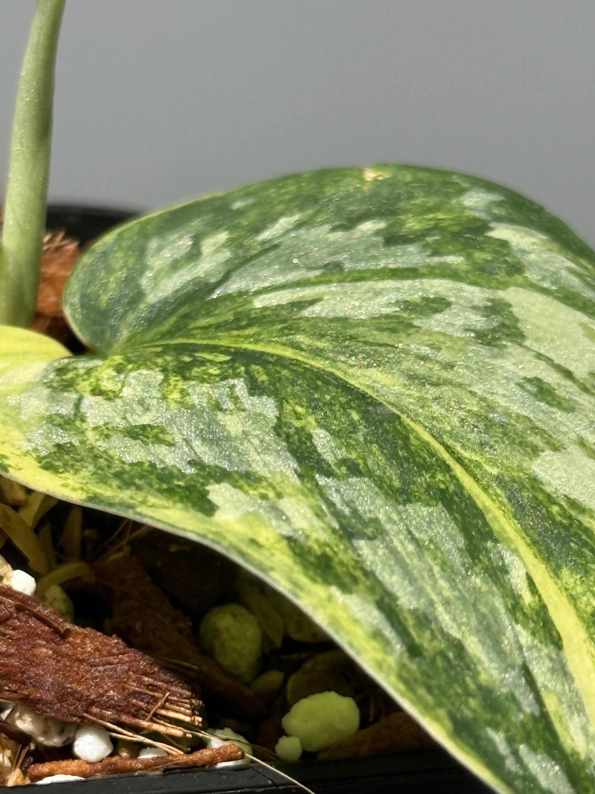 スキンダプサス ラジャタプラ  / Scindapsus Rajatapura (2)