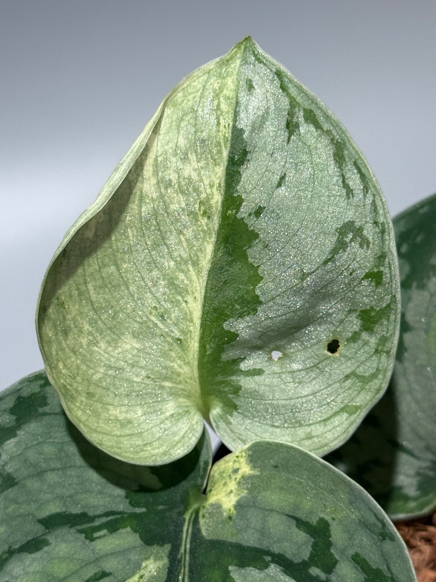 スキンダプサス スーパームーン チリン / Scindapsus Supermoon tilung (1)