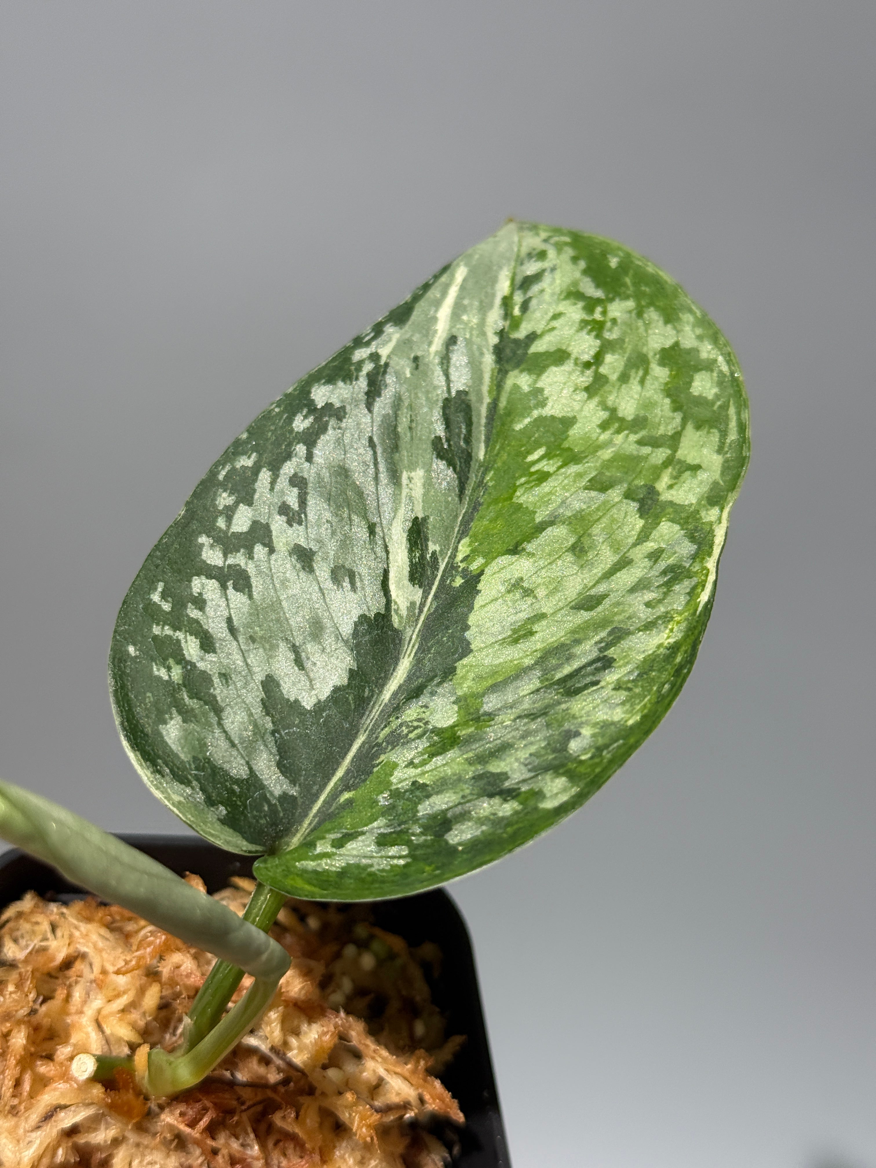 スキンダプサス　セット　D1 All Plants – Nakayama-Plants