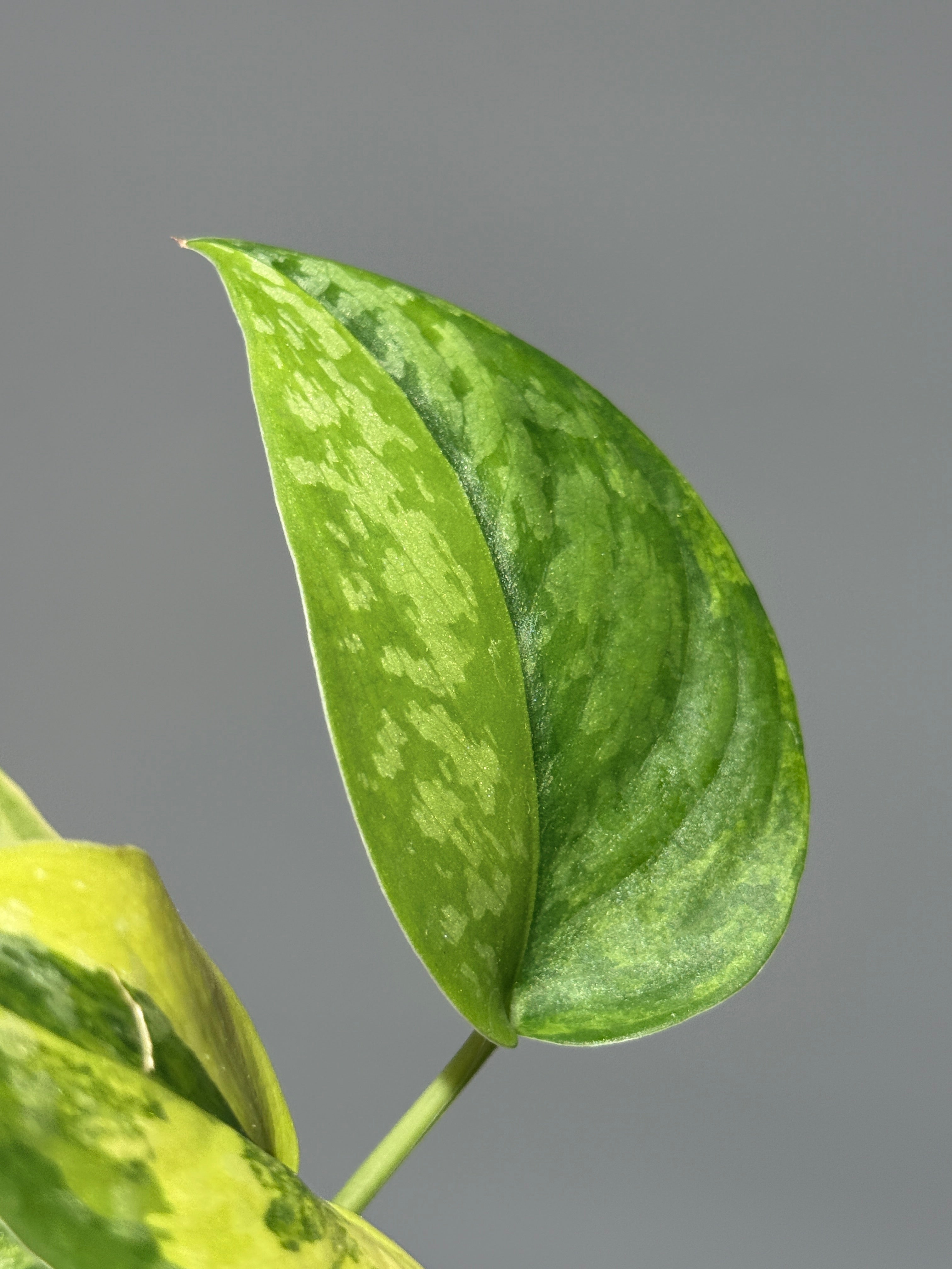 All Plants – Page 2 – Nakayama-Plants