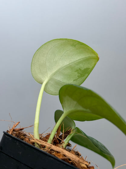 スキンダプサス エキゾチカ グローシ sp.サラワク / Scindapsus exotica glosy sp.serawak (4)