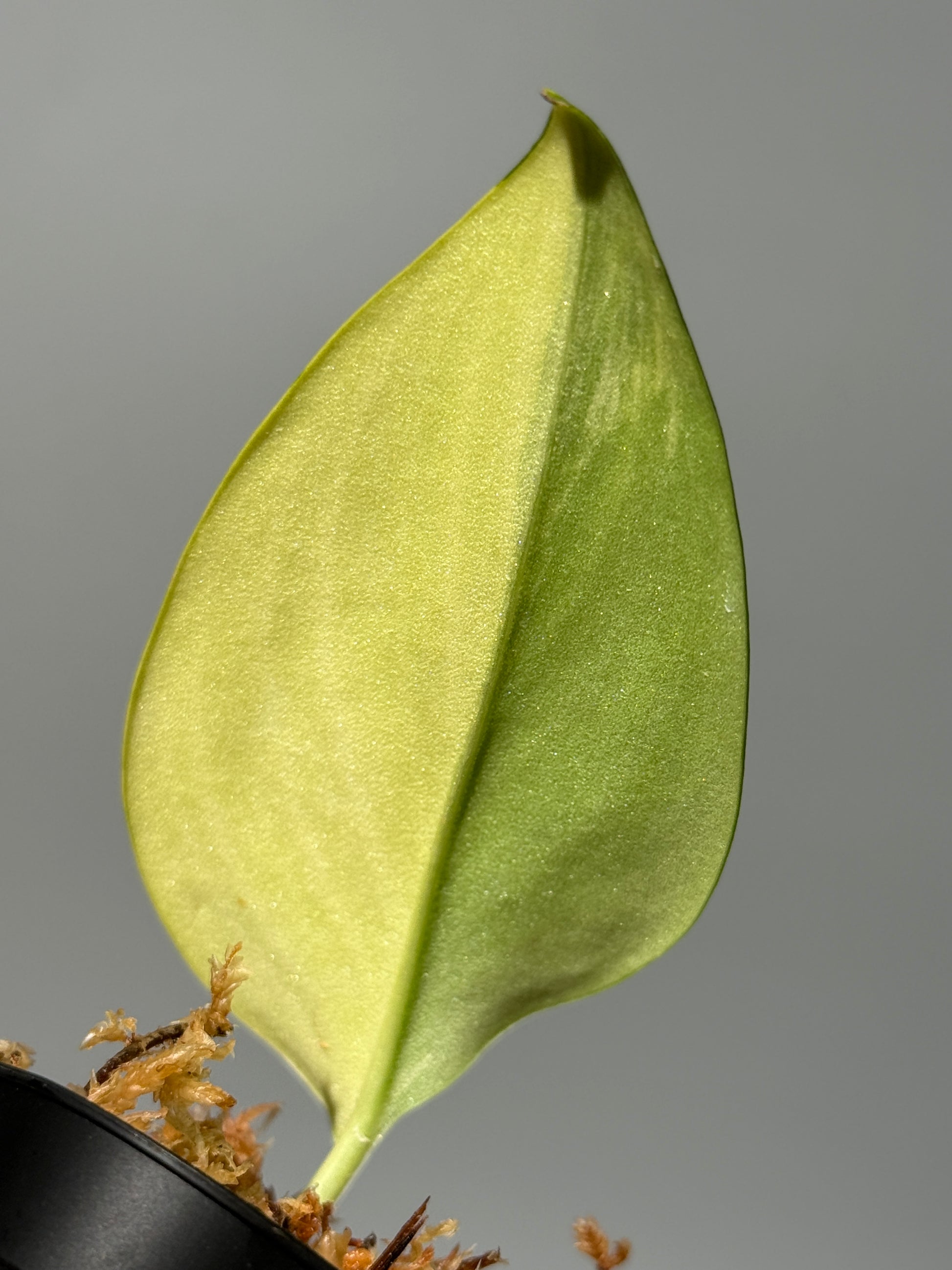 スキンダプサス ルビコン オーレア  / Scindapsus rubicon aurea (1)