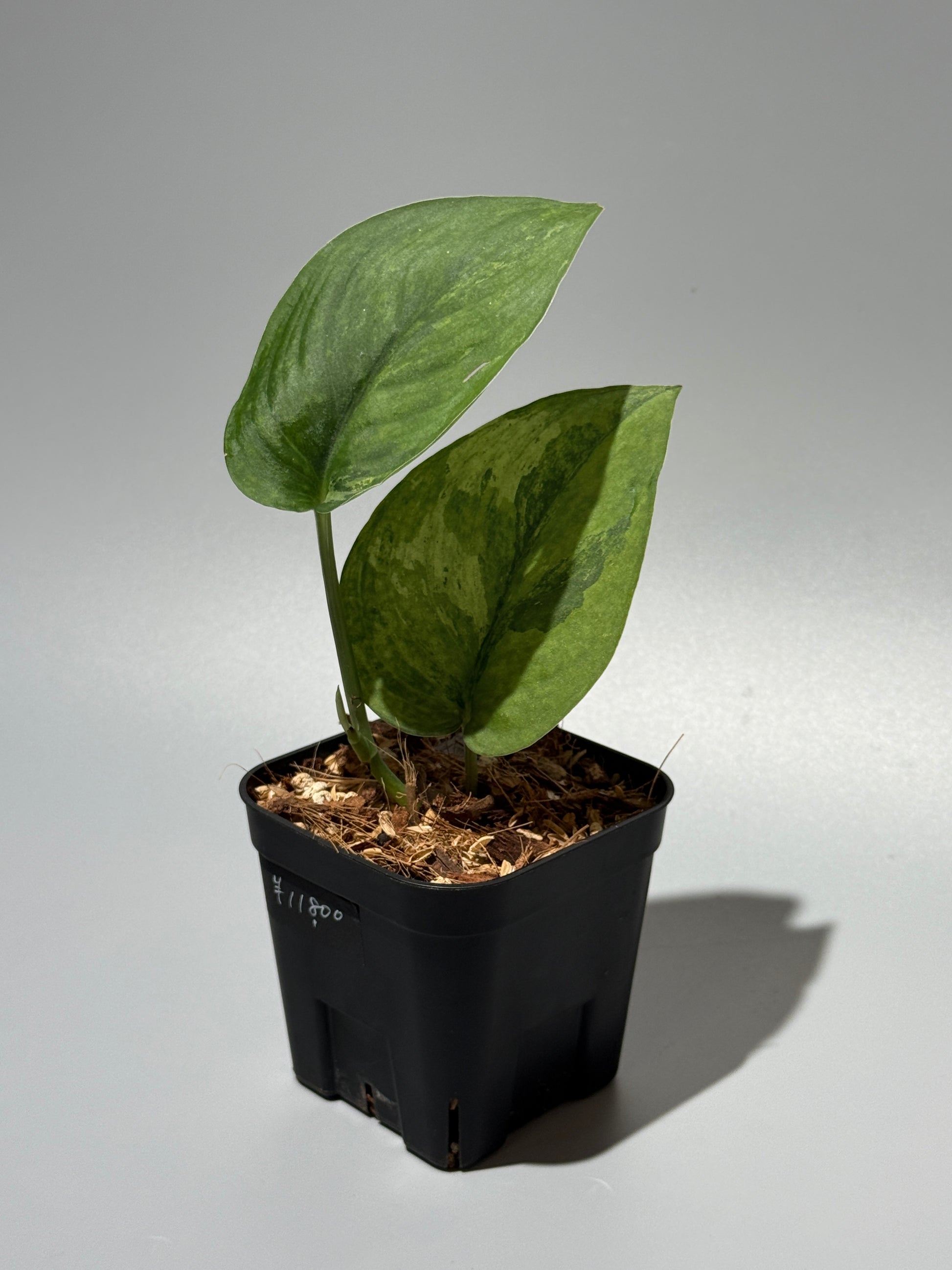 スキンダプサス レオパード グリーンオングリーン / Scindapsus Leopard GOG (1)