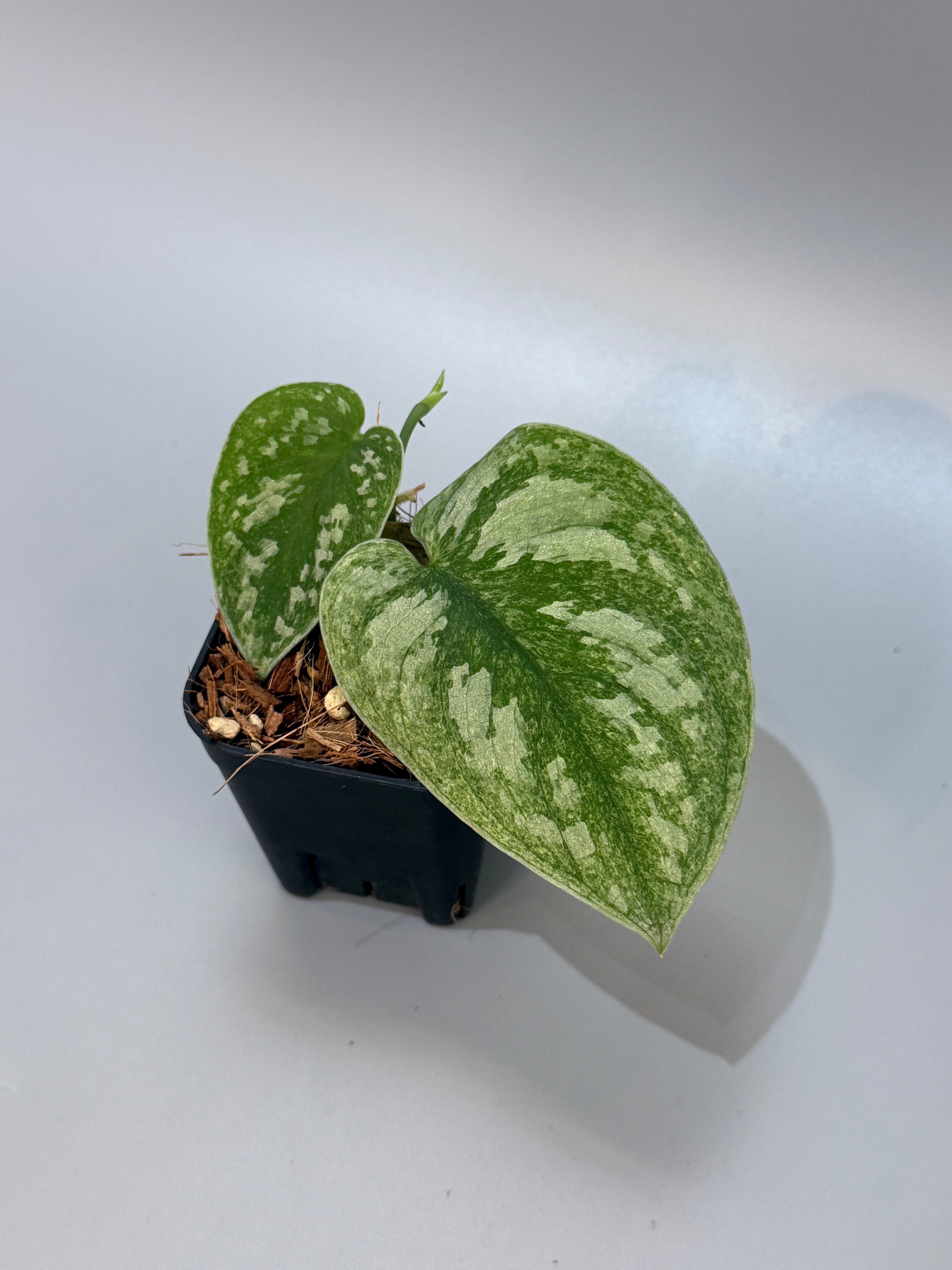 All Plants – Page 2 – Nakayama-Plants