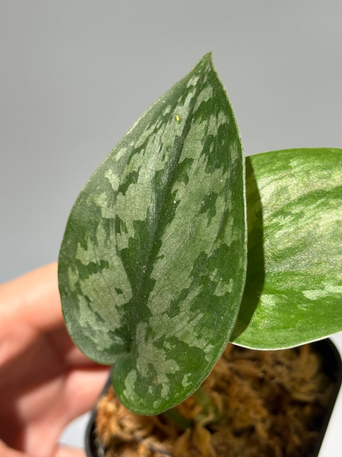 スキンダプサス Sp.サラク / Scindapsus Sp.salak (1)