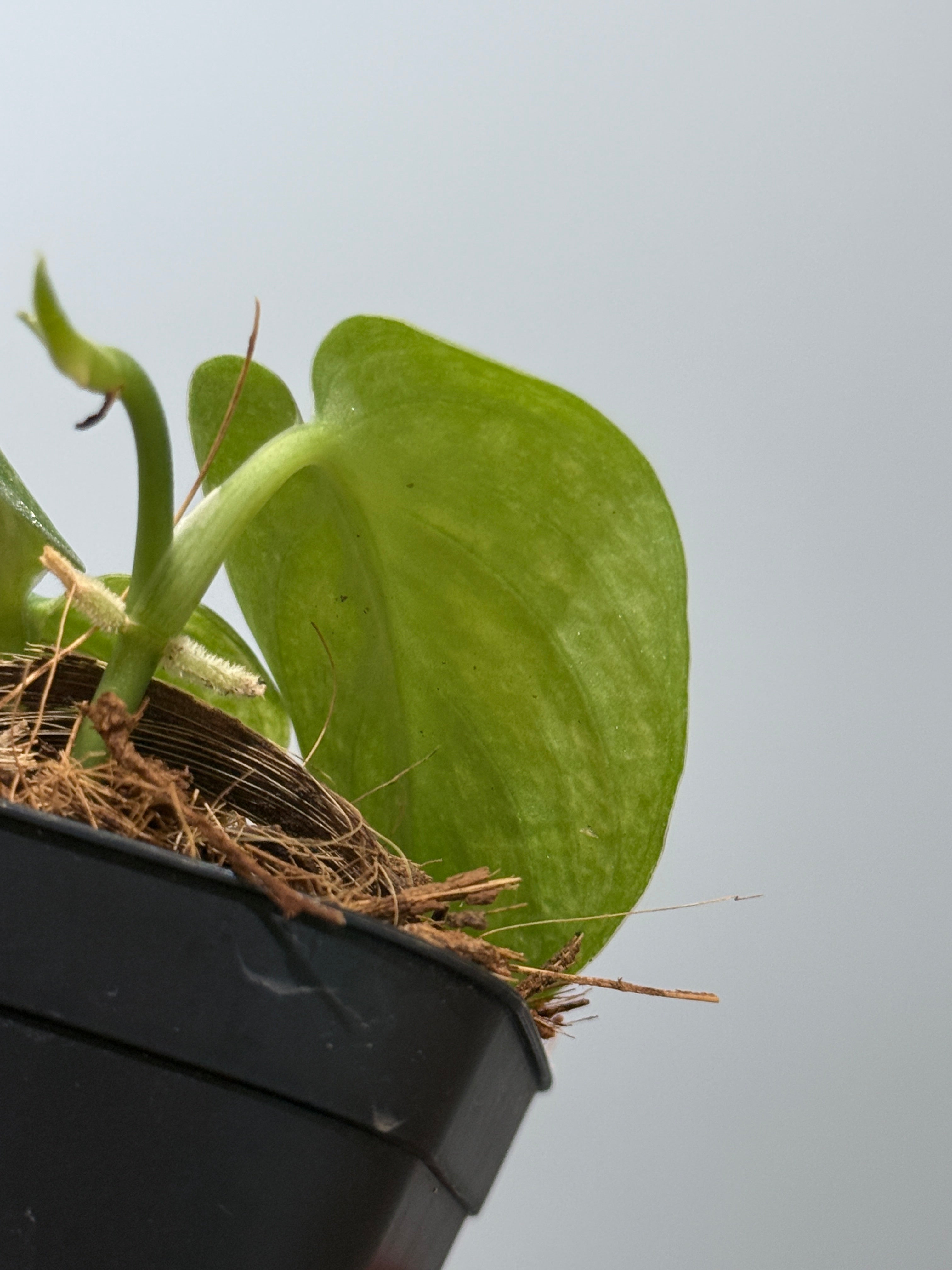 スキンダプサス ネビュラ / Scindapsus Nebula (4) – Nakayama-Plants