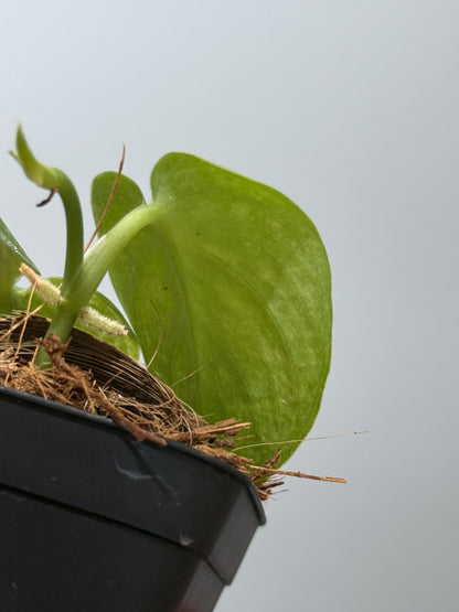 スキンダプサス ネビュラ / Scindapsus Nebula (4)