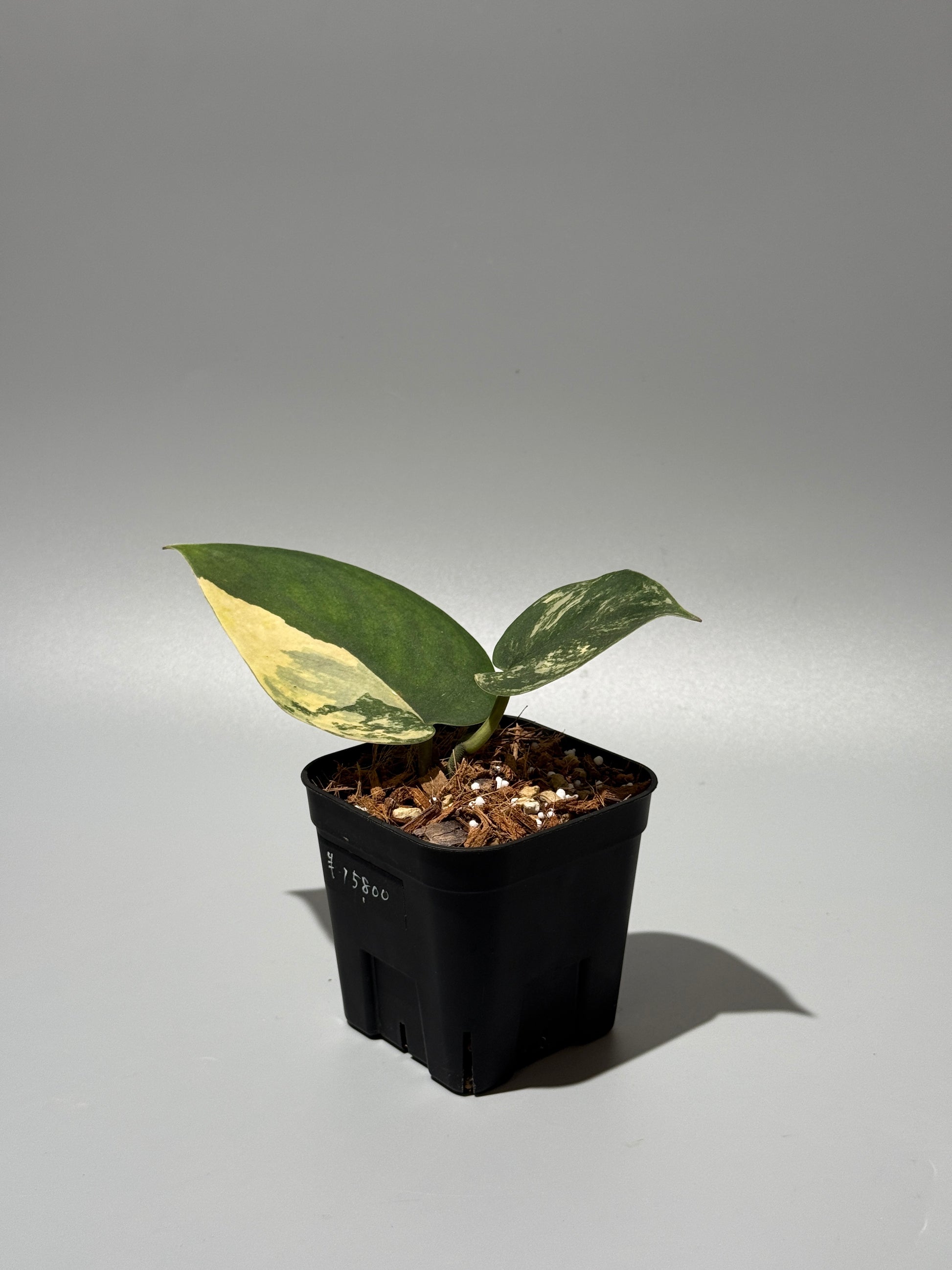 スキンダプサス メラカイ / Scindapsus Merakai (1)