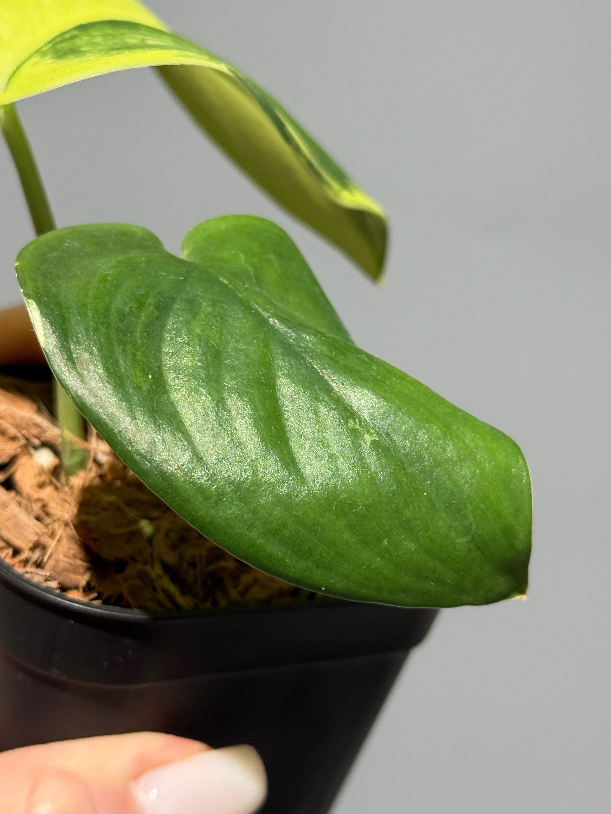 スキンダプサス ジェイドサテン オーレア  / Scindapsus jadesatin aurea (1)