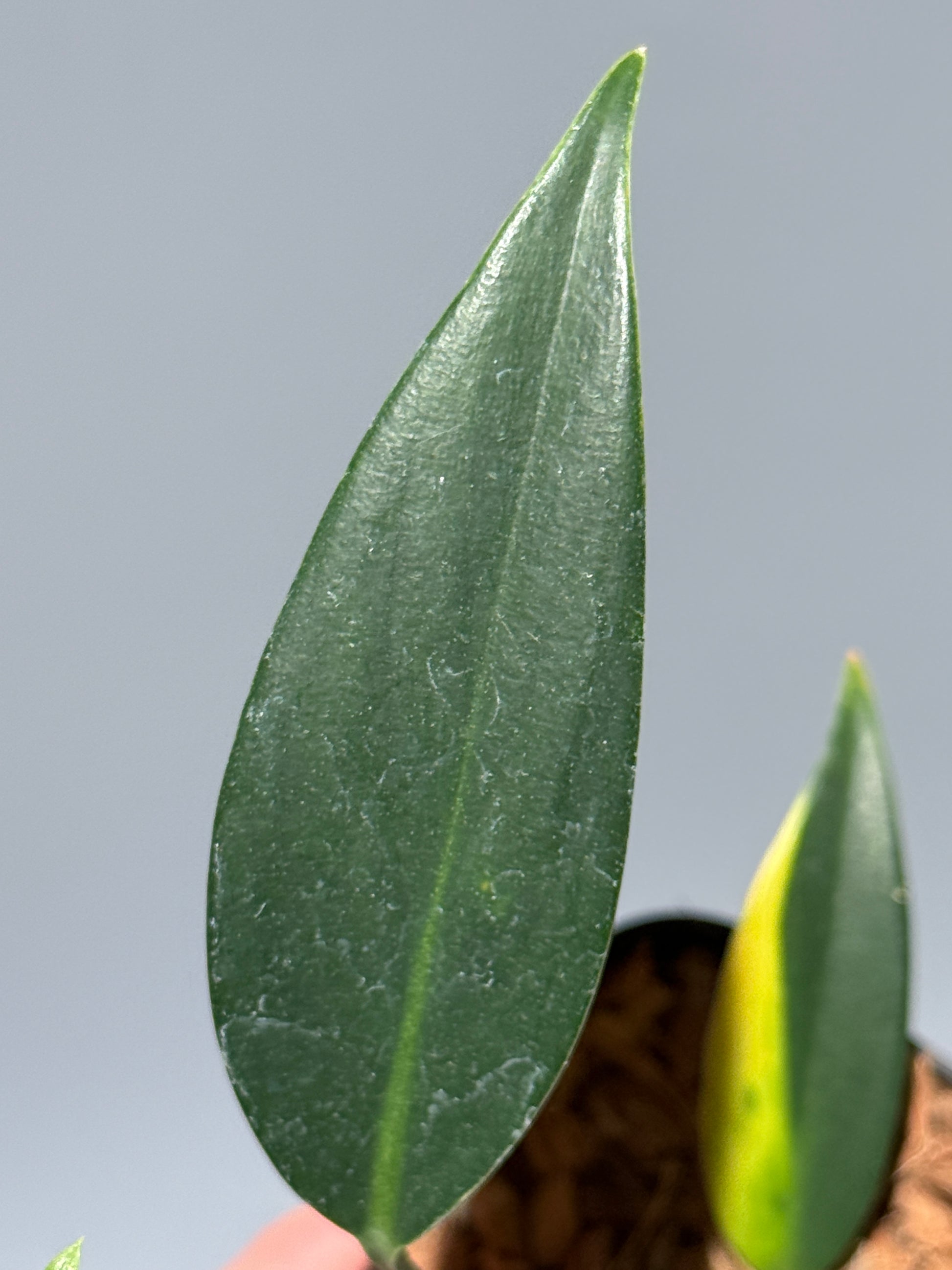 スキンダプサス コリアセウス イエロー / Scindapsus coriaceus yellow (2)