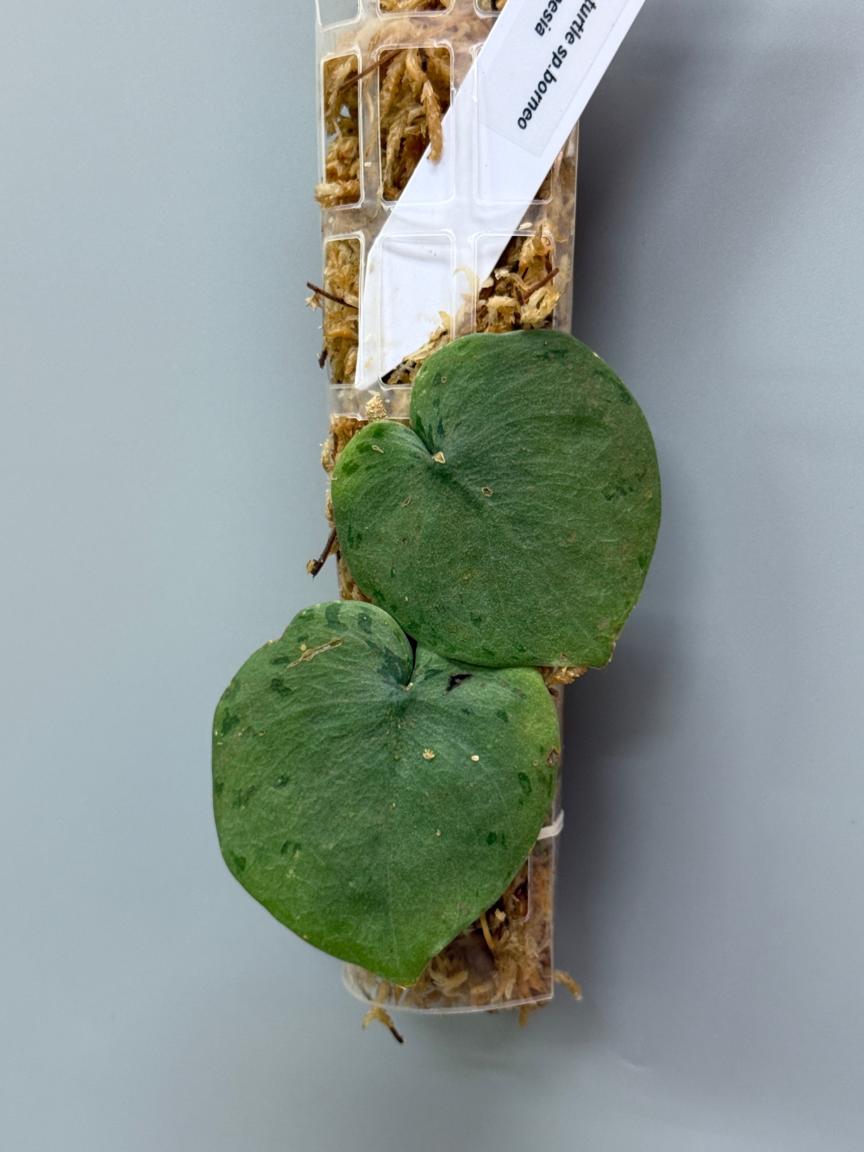 スキンダプサス シルバー タートル / Scindapsus Silver turtle (1