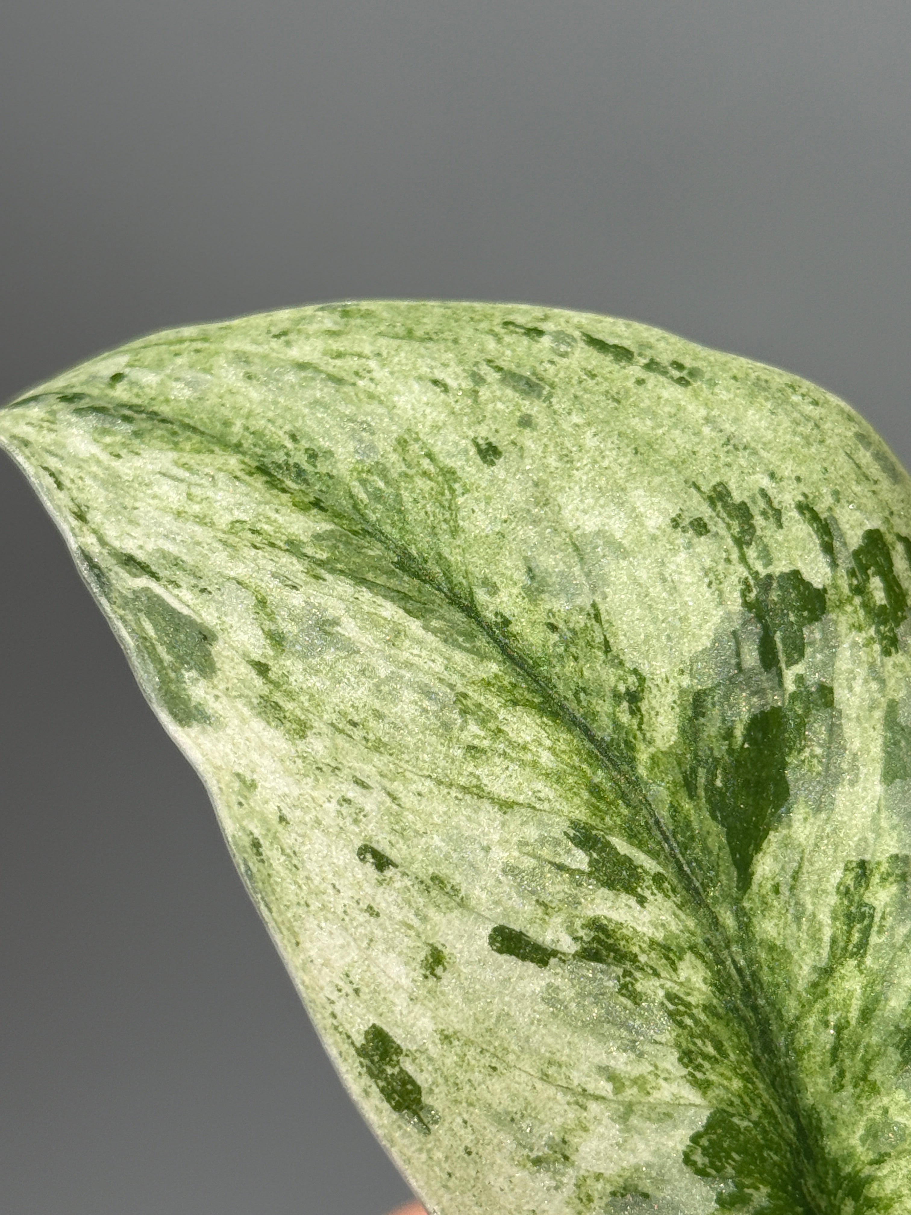 All Plants – Nakayama-Plants