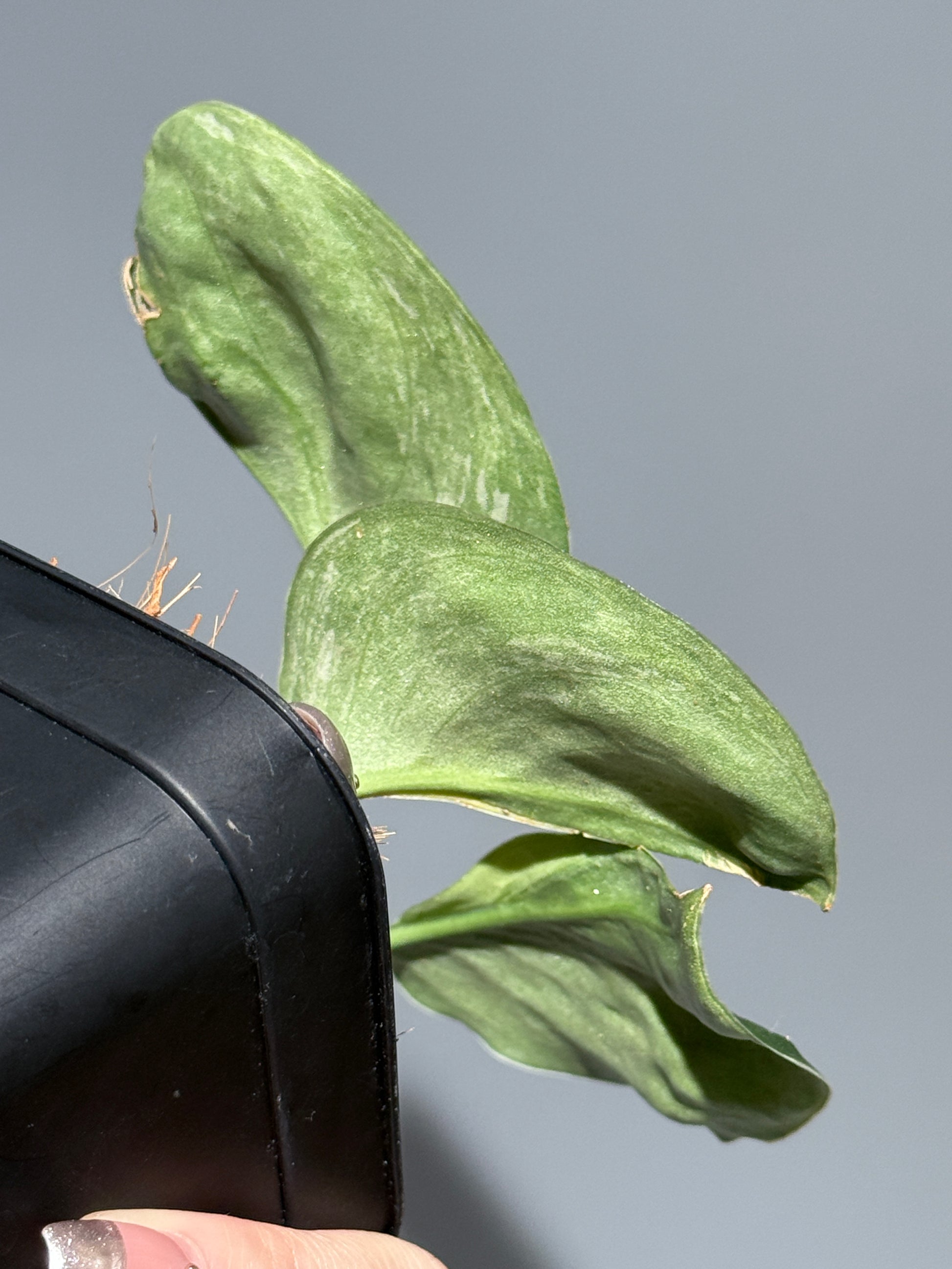 スキンダプサス シルバースプラッシュ ミューテーション/ Scindapsus Silver splash mutation  (1)