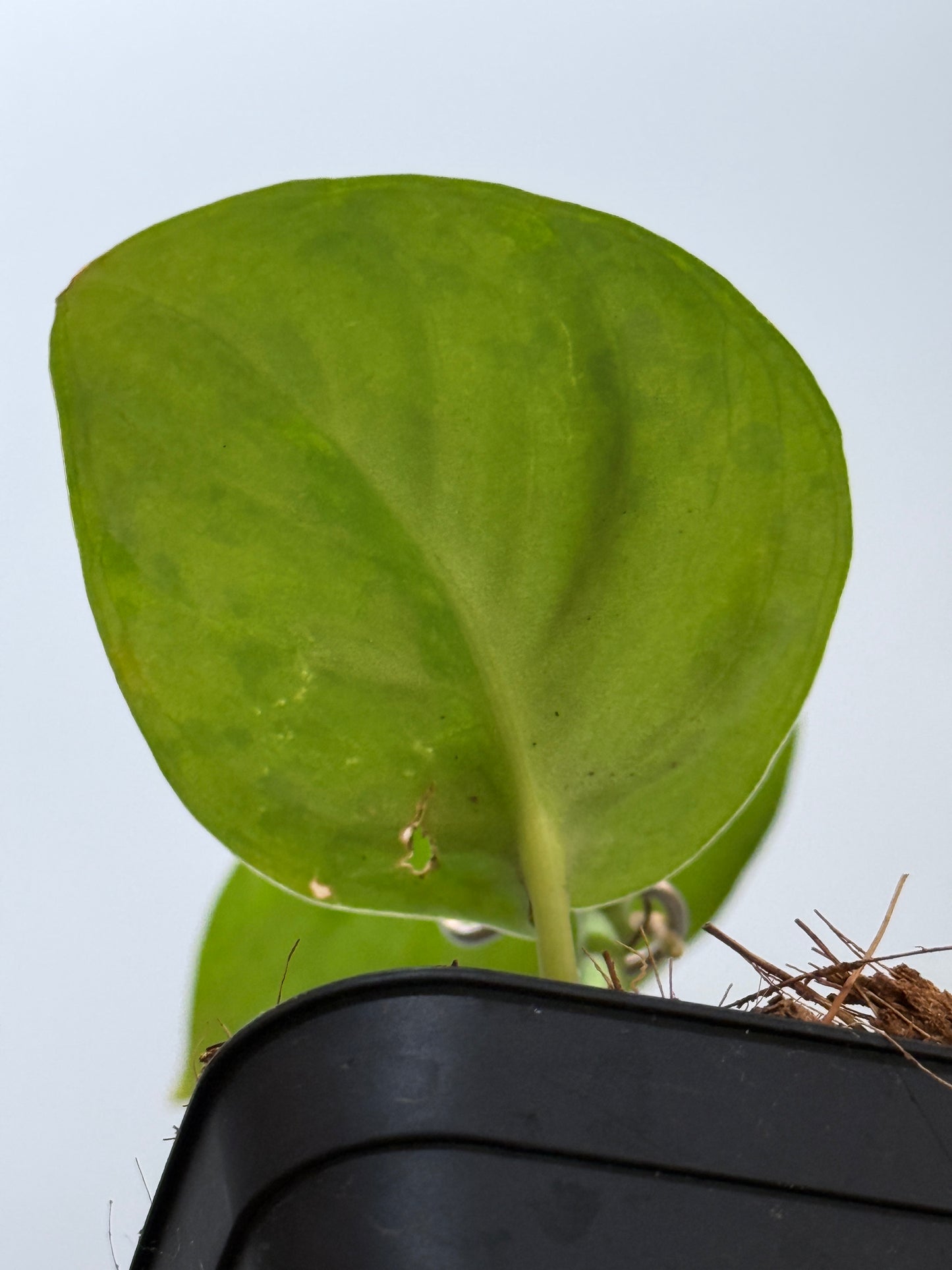 スキンダプサス sp.ジャンビ / Scindapsus sp.jambi (3)