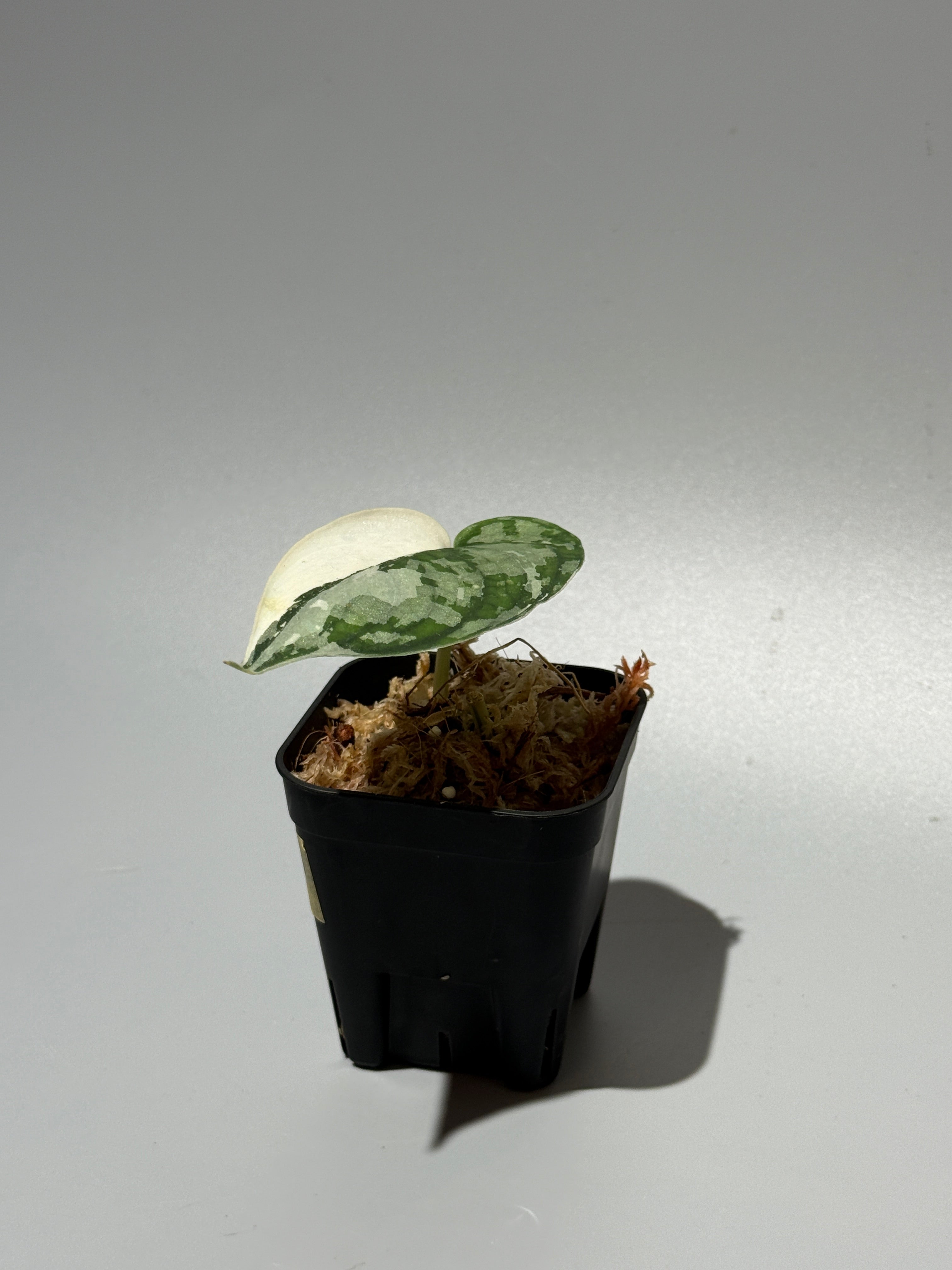 スキンダプサス マリポーサ / Scindapsus Mariposa(1) – Nakayama-Plants