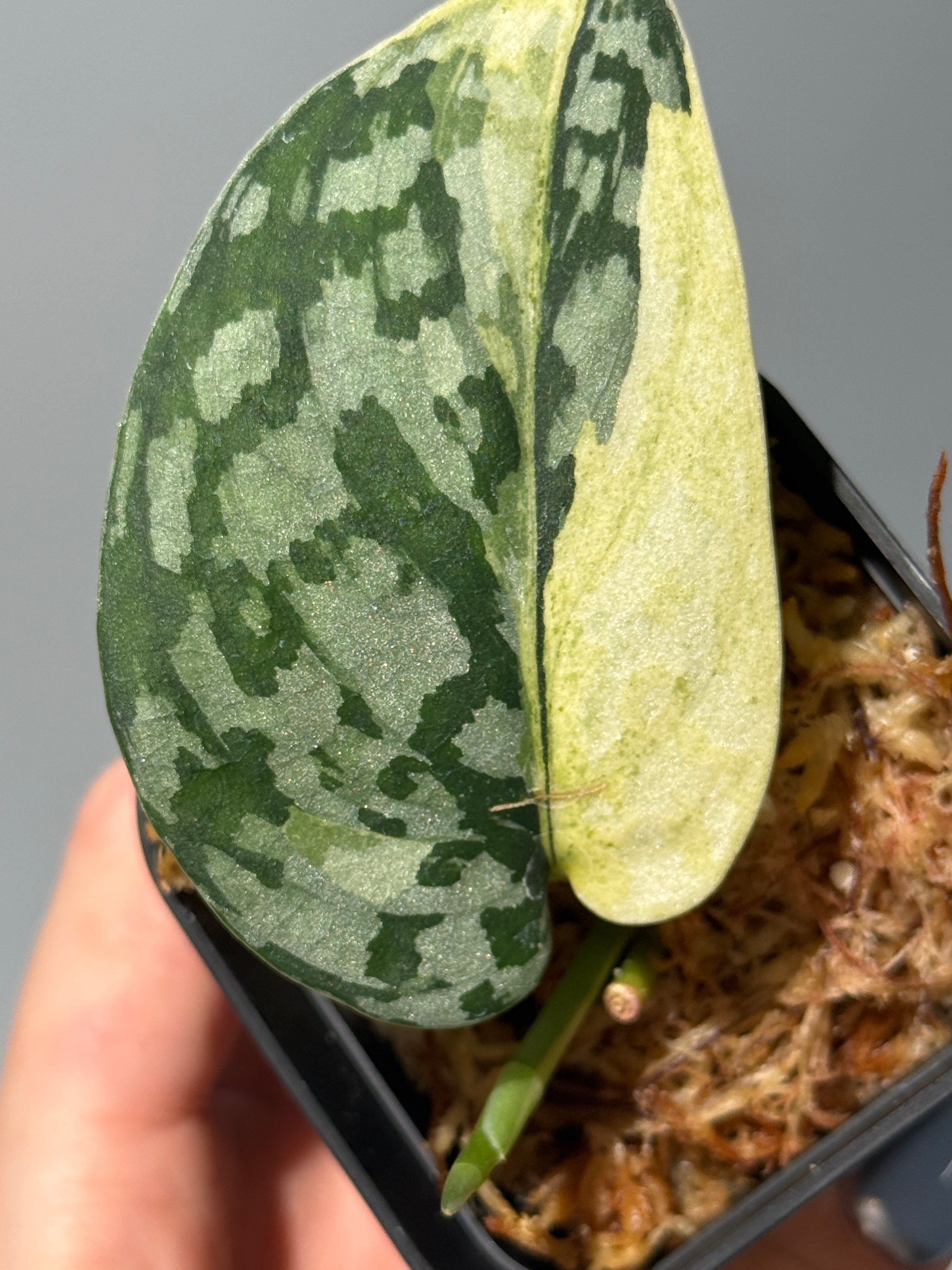 スキンダプサス マハリカ / Scindapsus maharlika (1) – Nakayama-Plants