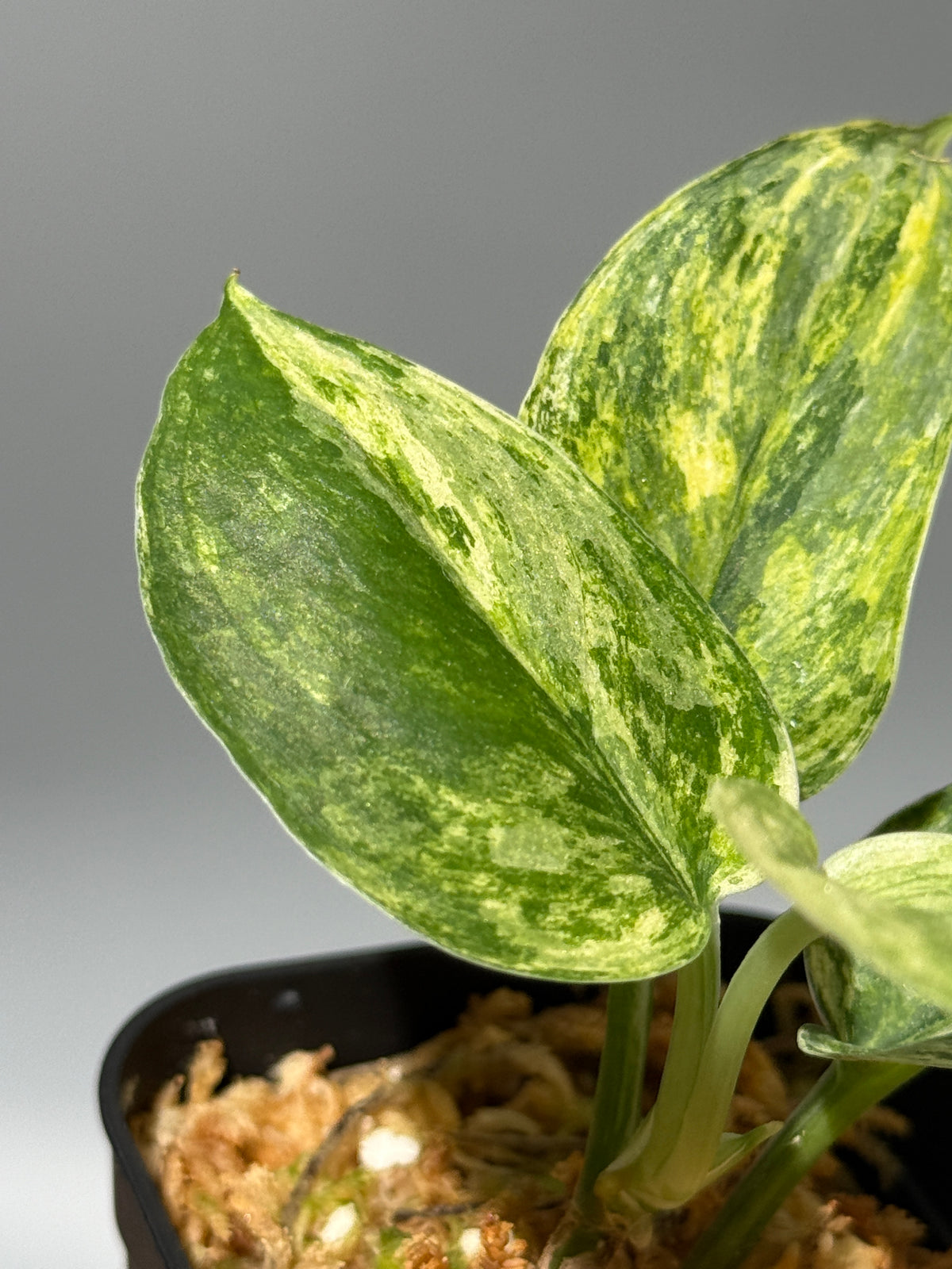 スキンダプサス シリワンギ トリカラー  / Scindapsus Siliwangi tricolor (1)
