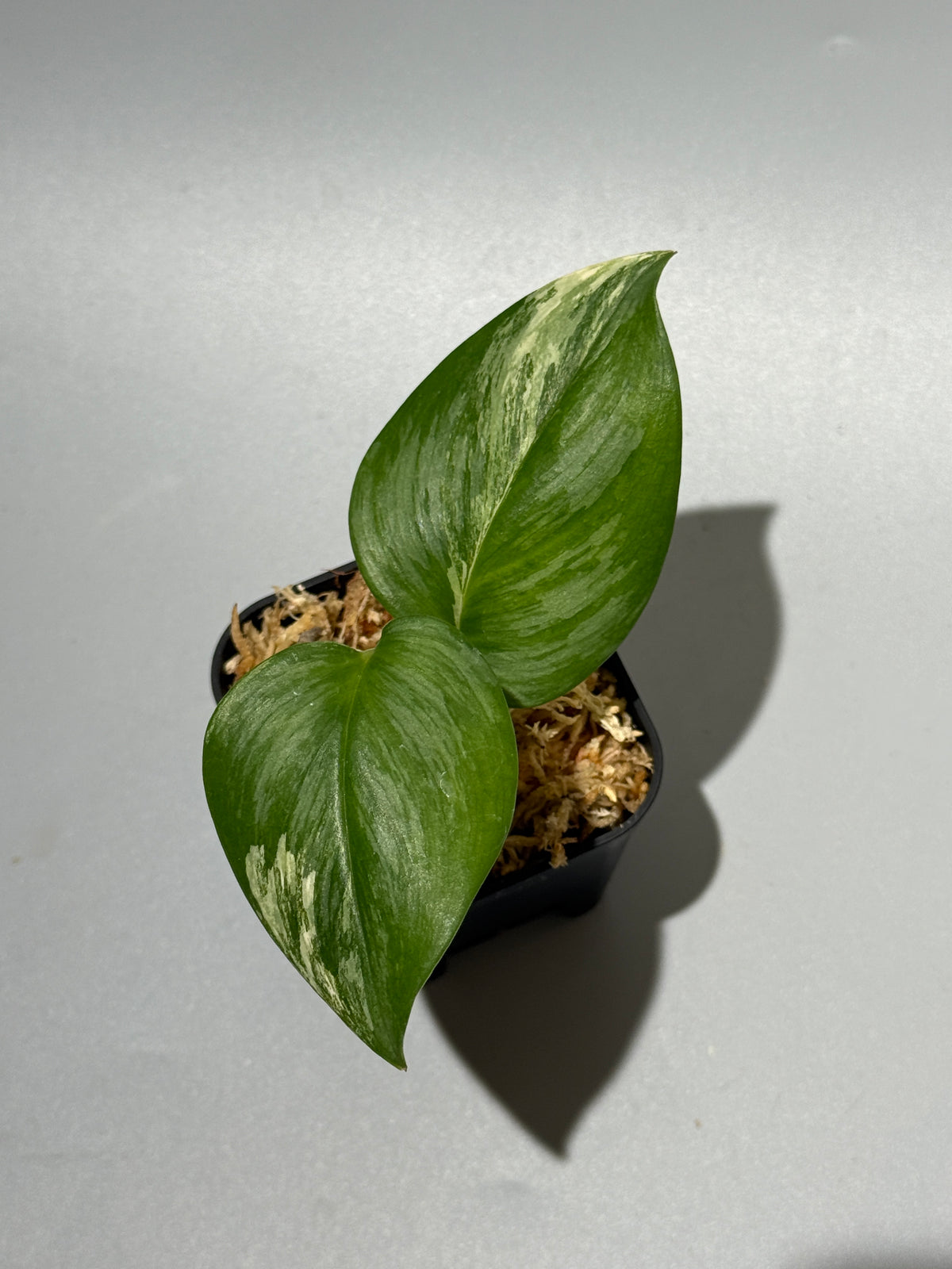 スキンダプサス トレビー シルバー ペラ   / Scindapsus Treubii Silver perak  (1)