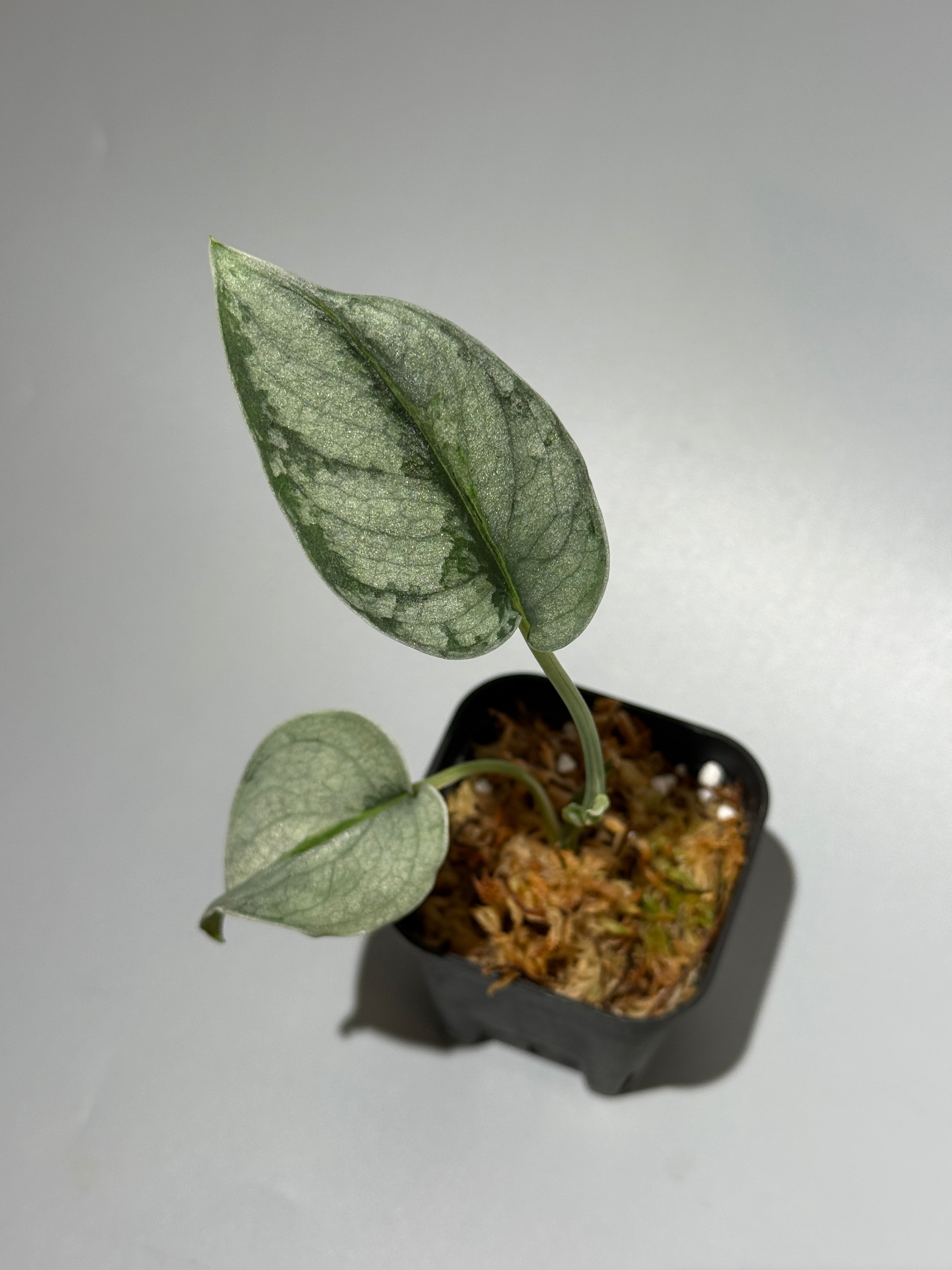 All Plants – Nakayama-Plants