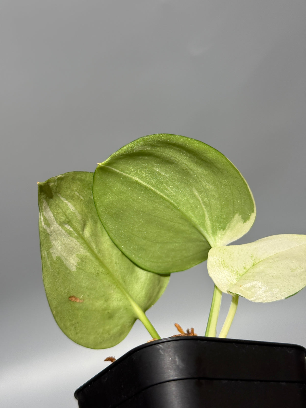 スキンダプサス トレビー ムーンライト 斑入り  / Scindapsus treubii moonlight var. (1)