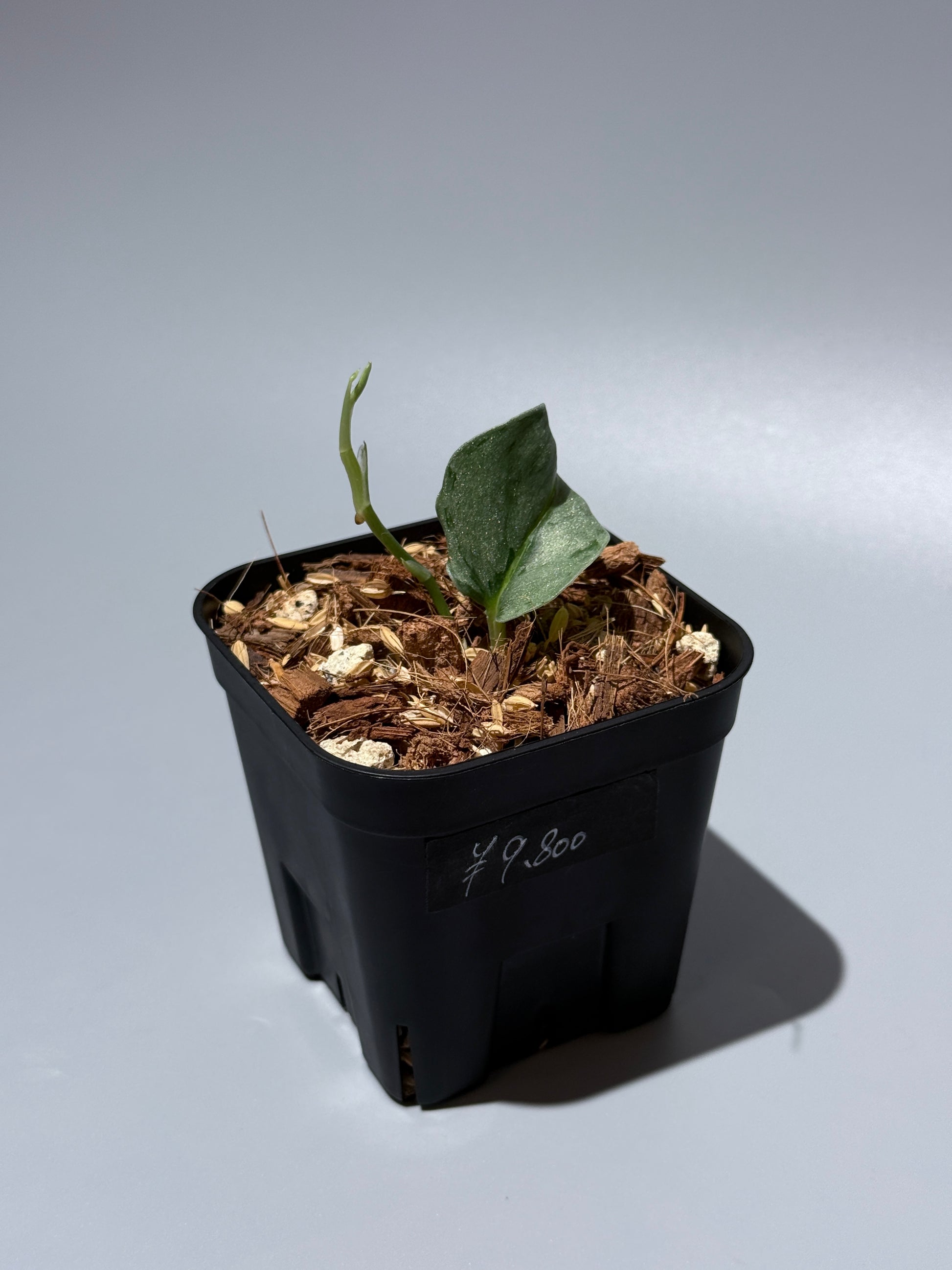 スキンダプサス ウィアード / Scindapsus Weirdo (2)