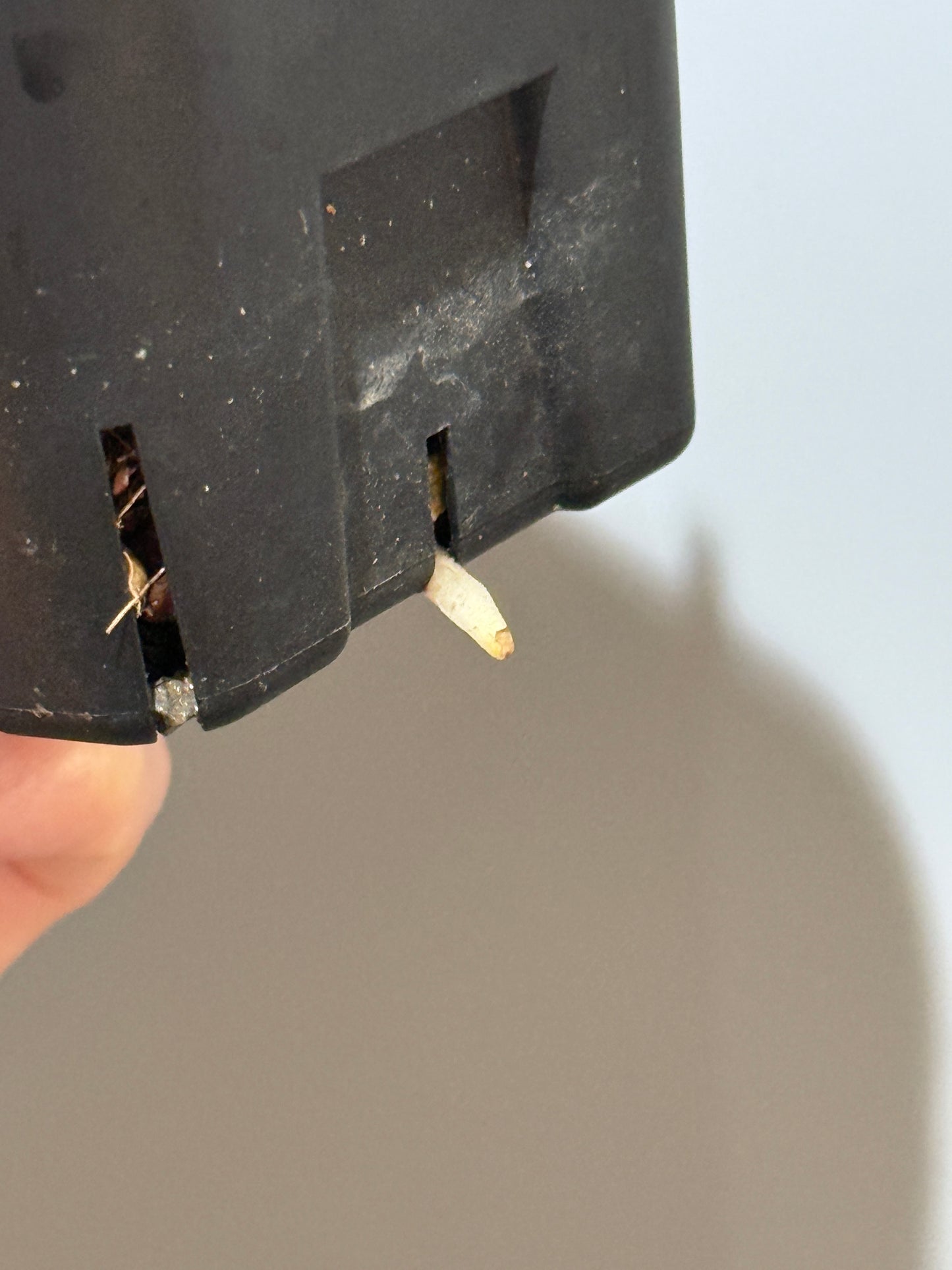 スキンダプサス シルバーレディ / Scindapsus silver lady (4)