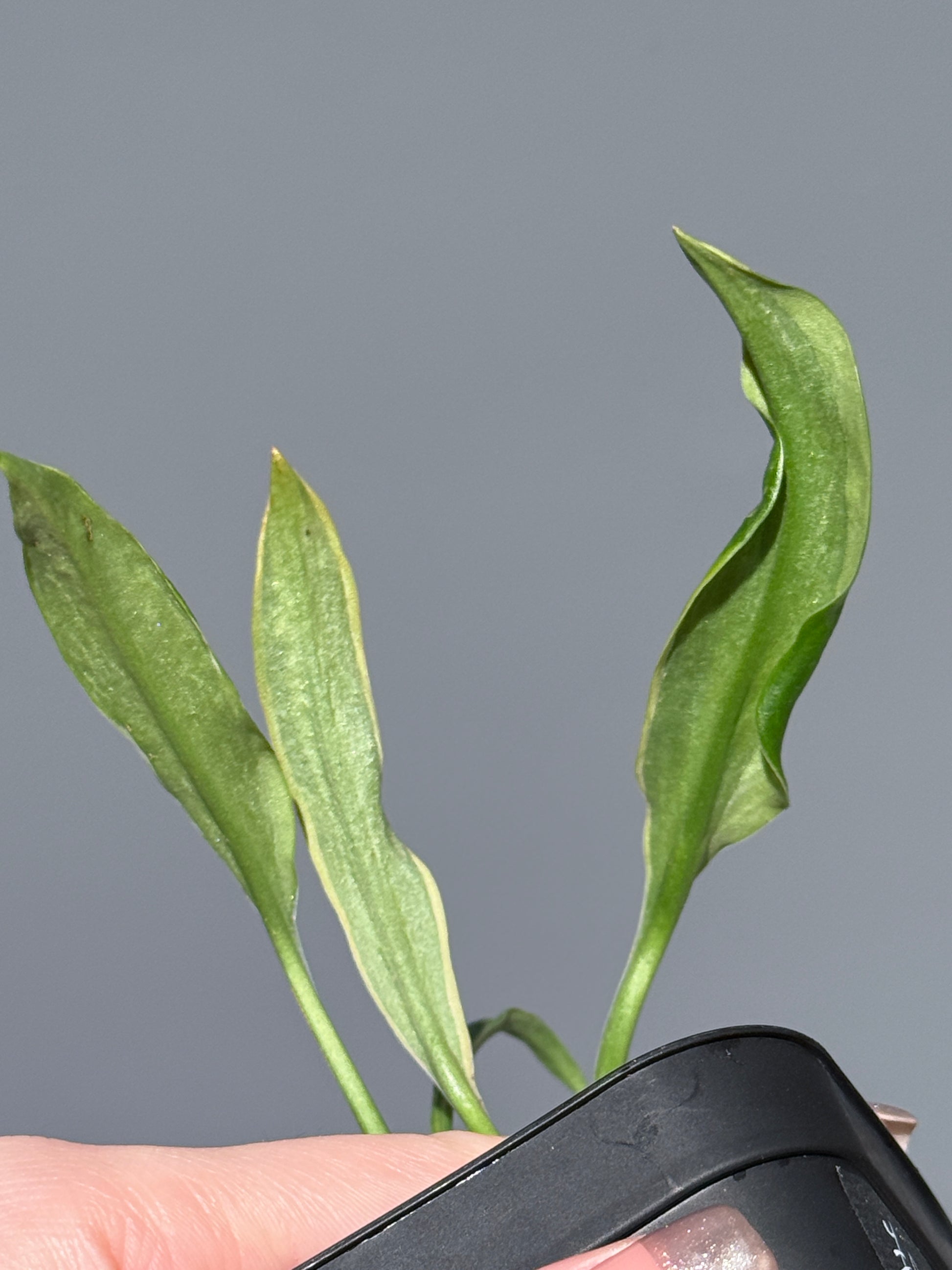 スキンダプサス トレビー ラバ リップスティック / Scindapsus Treubii lava lipstick (1)