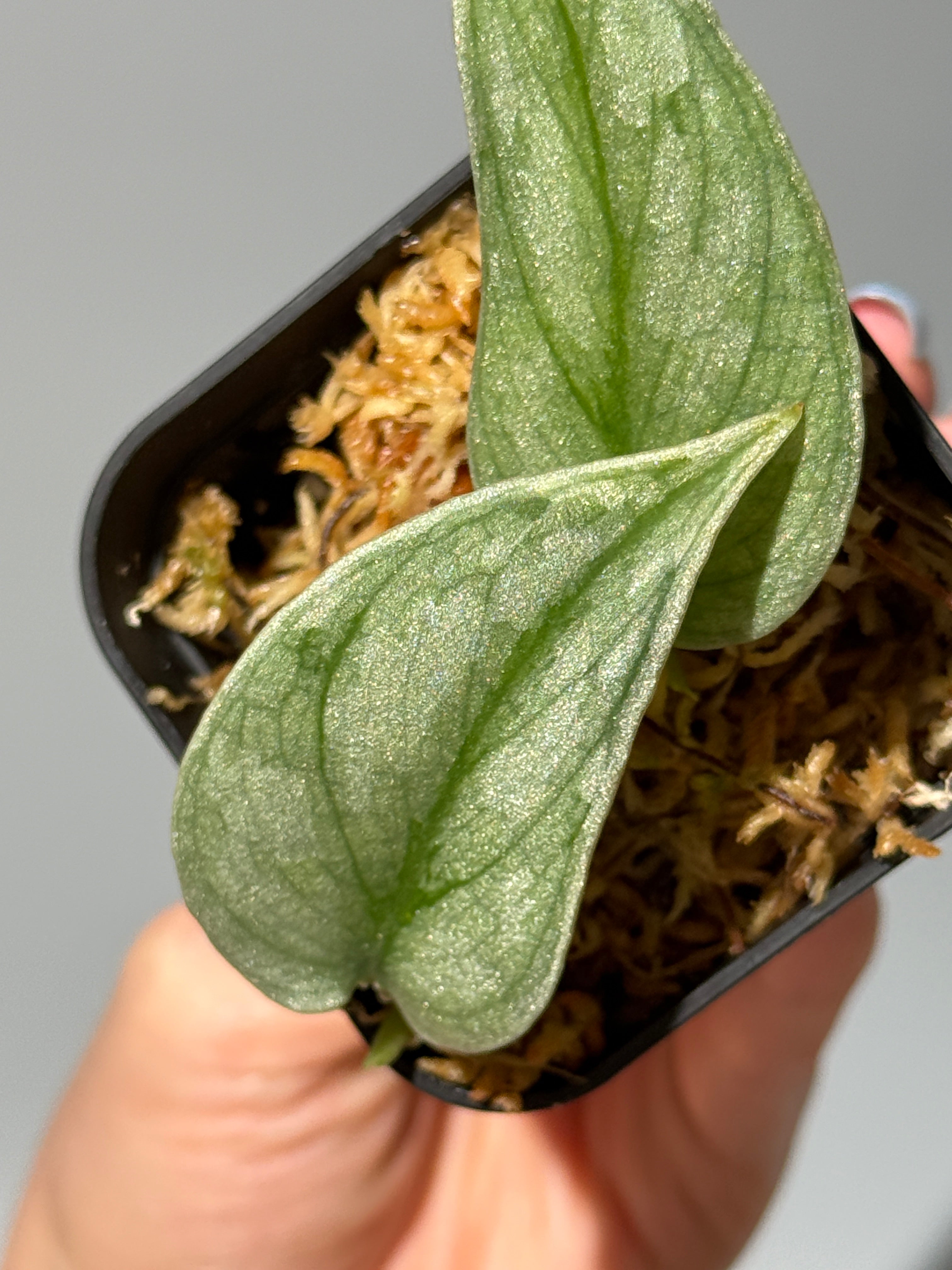 All Plants – Nakayama-Plants