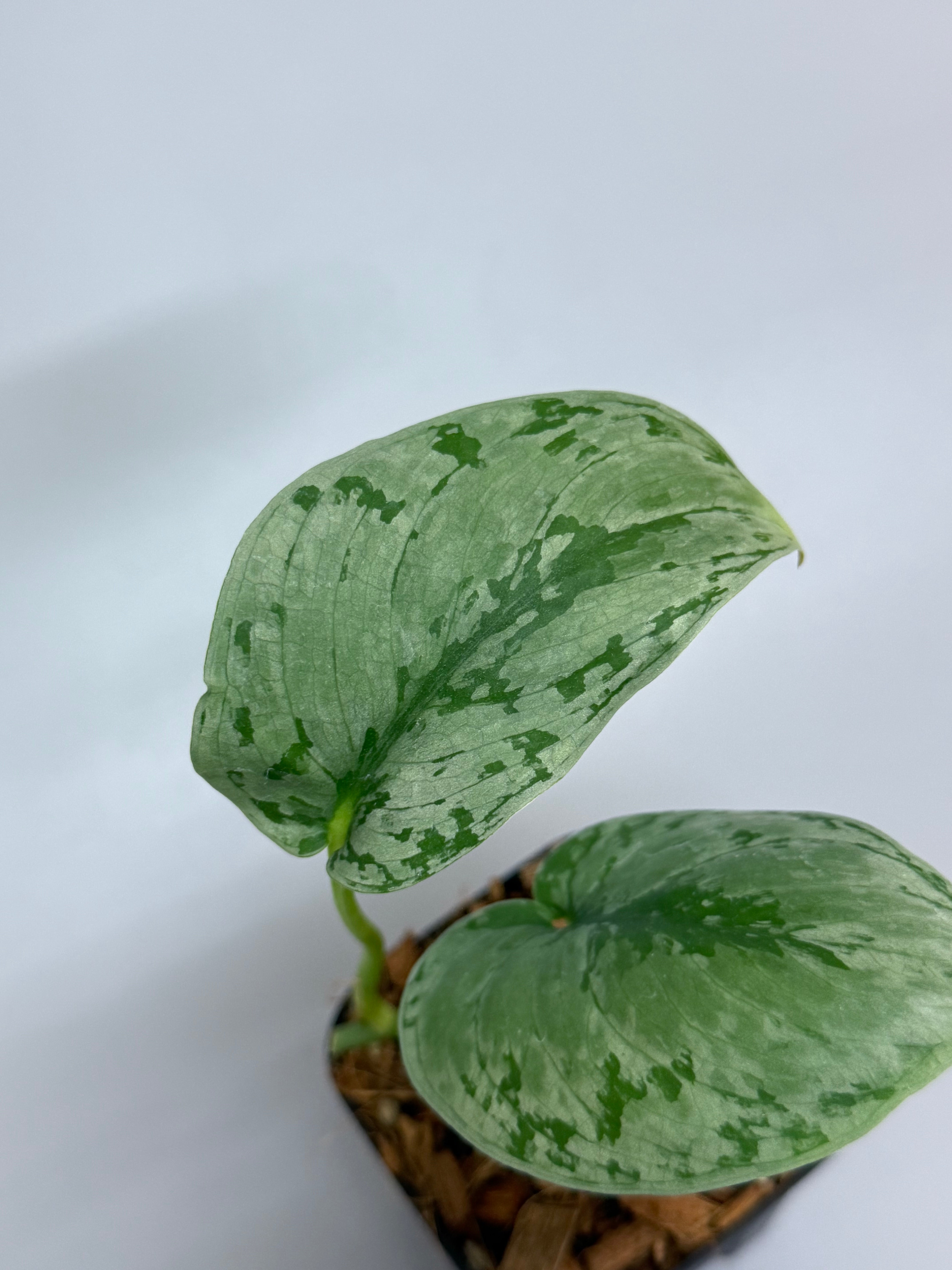 スキンダプサス sp.ジャンビ / Scindapsus sp.jambi (1) – Nakayama-Plants