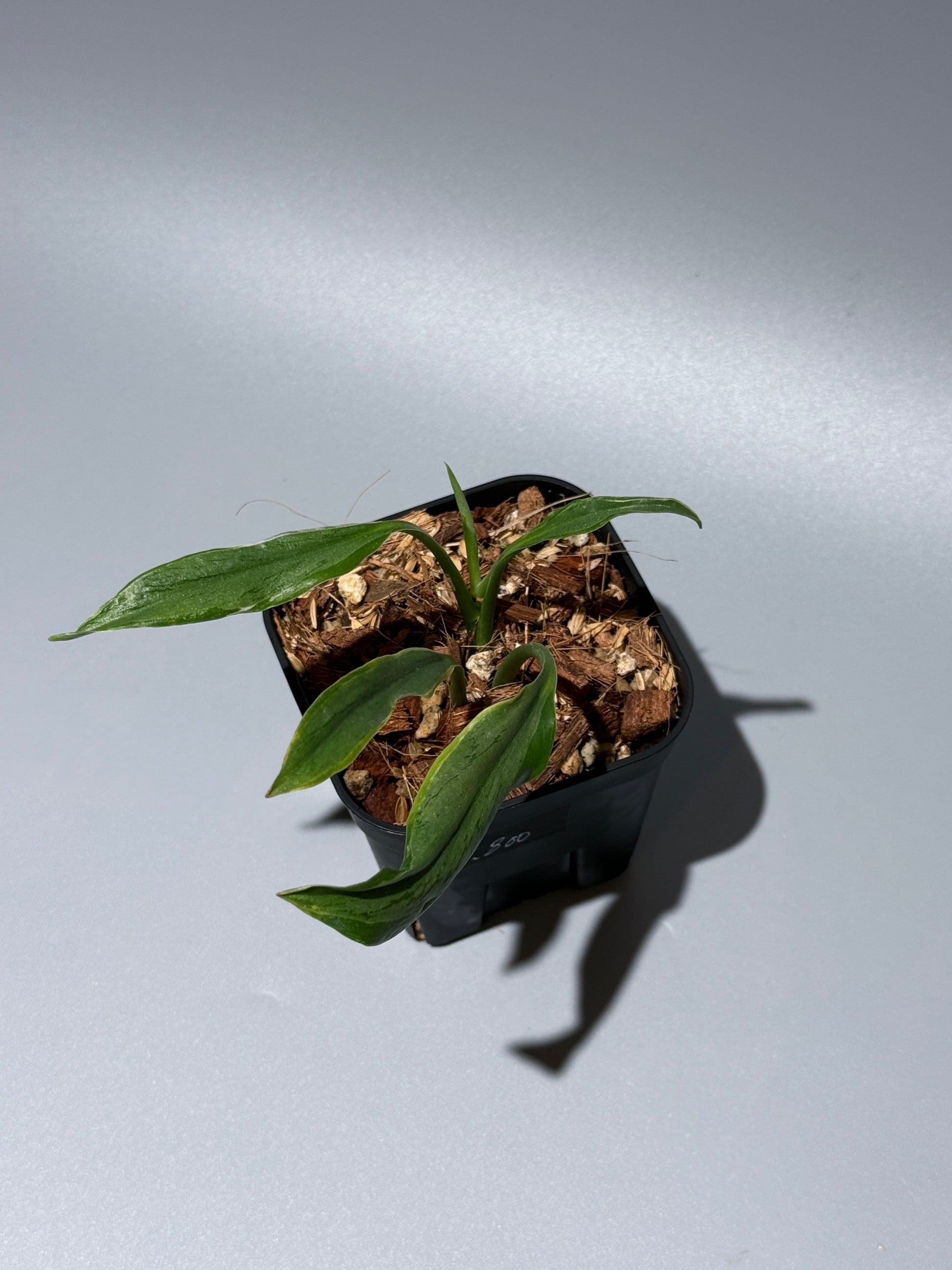 スキンダプサス トレビー ラバ リップスティック / Scindapsus Treubii lava lipstick (1)