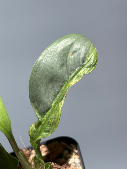 スキンダプサス ペラケンシス ブルーラバ / Scindapsus Perakensis blue lava (1)