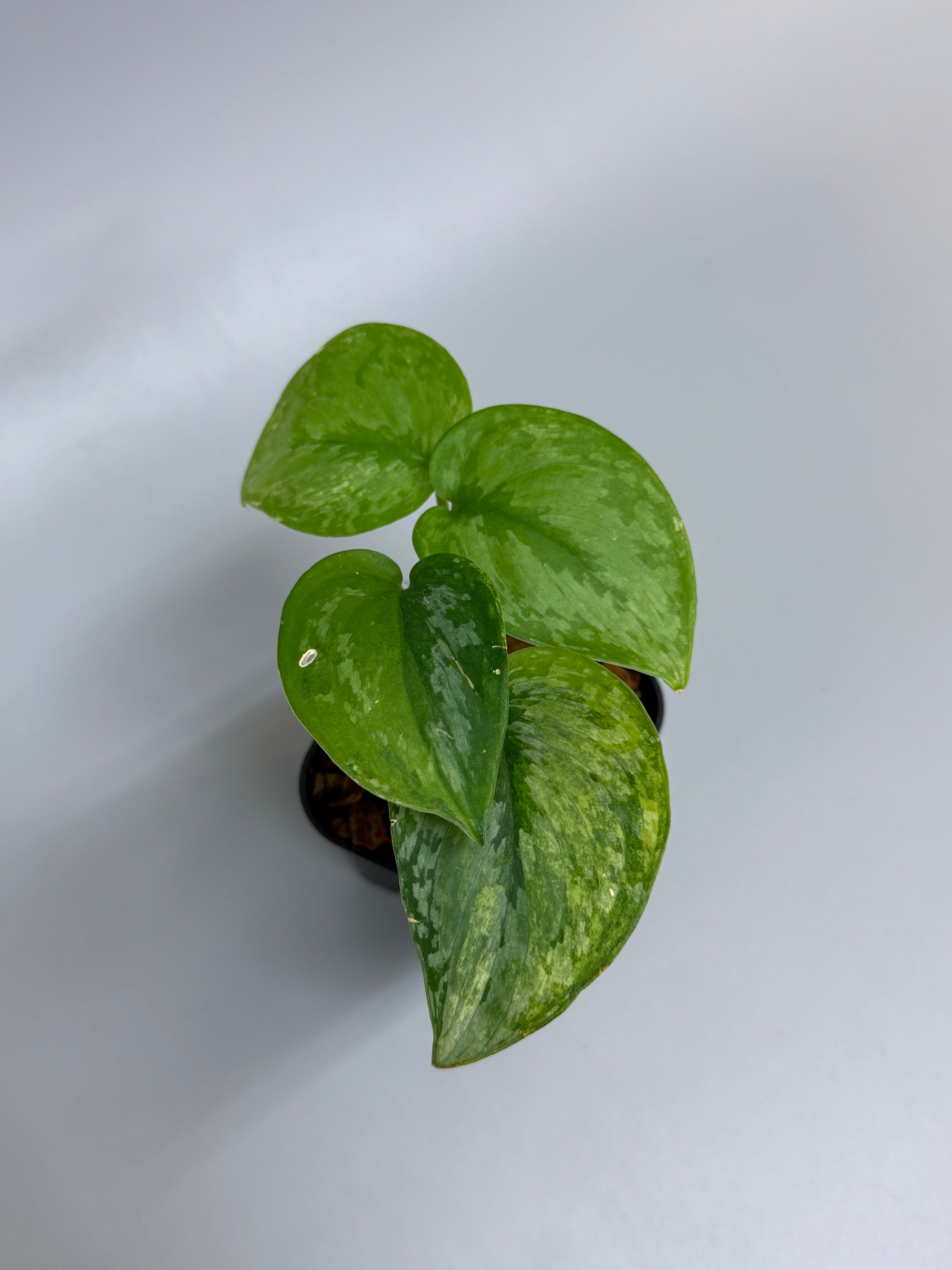 商品 – Page 7 – Nakayama-Plants