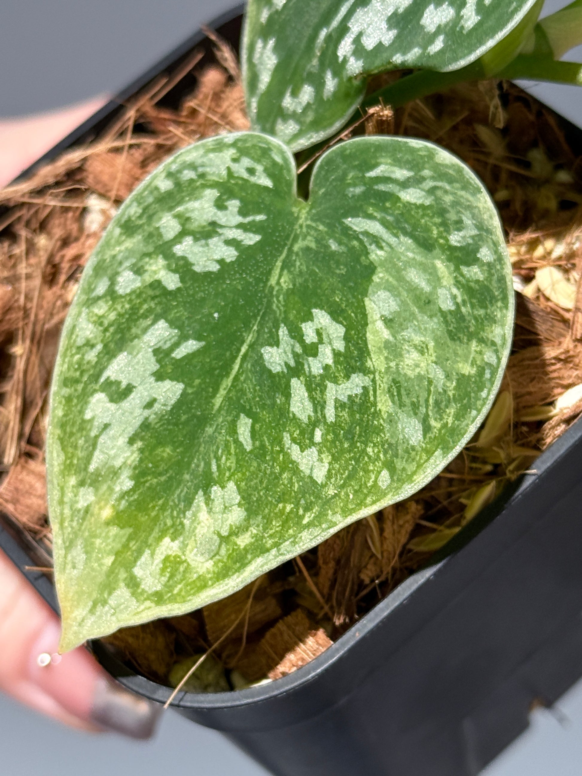 スキンダプサス ネビュラ / Scindapsus Nebula (2)