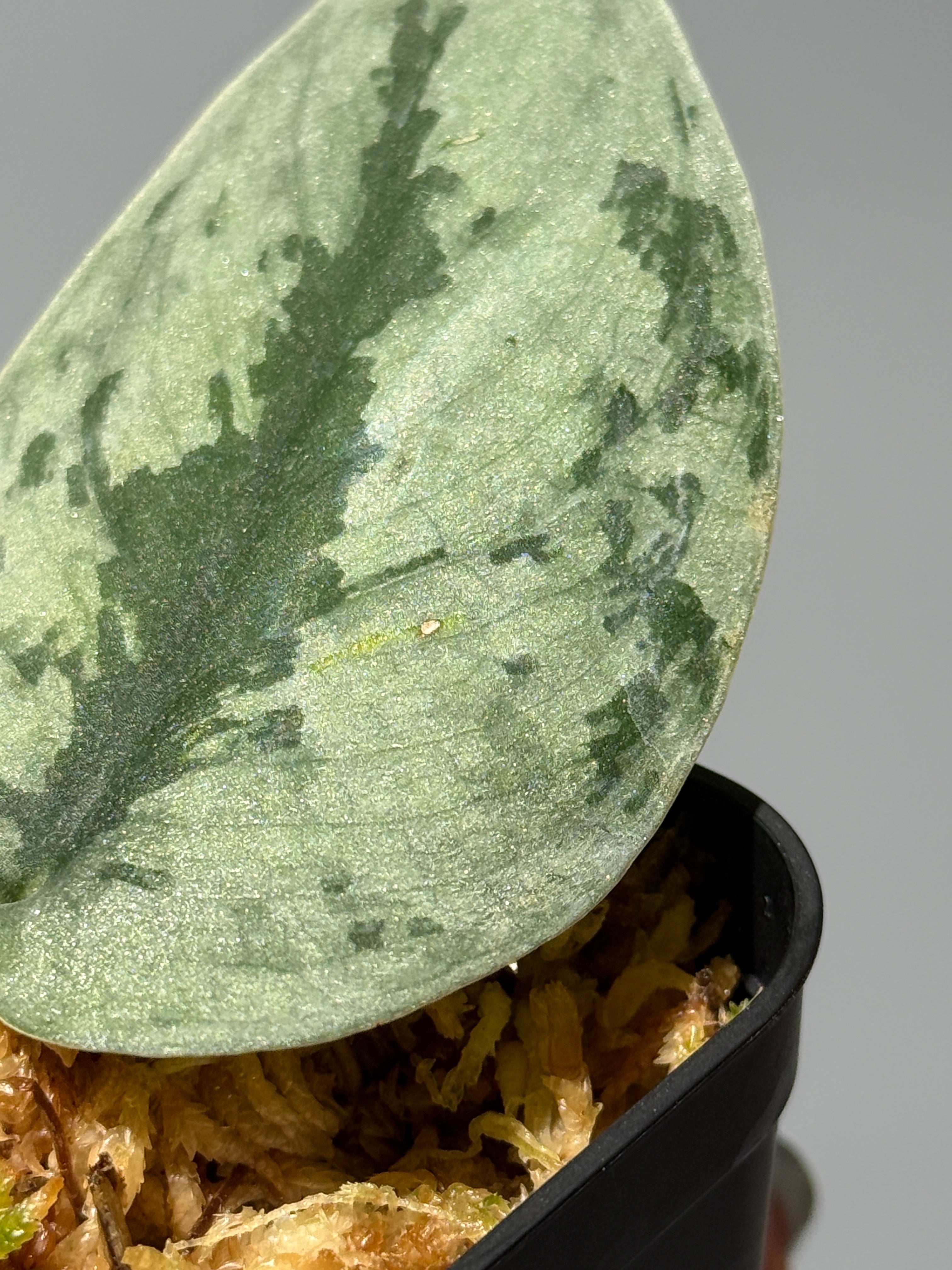 Nakayama Plants公式オンラインストア｜スキンダプサス専門店