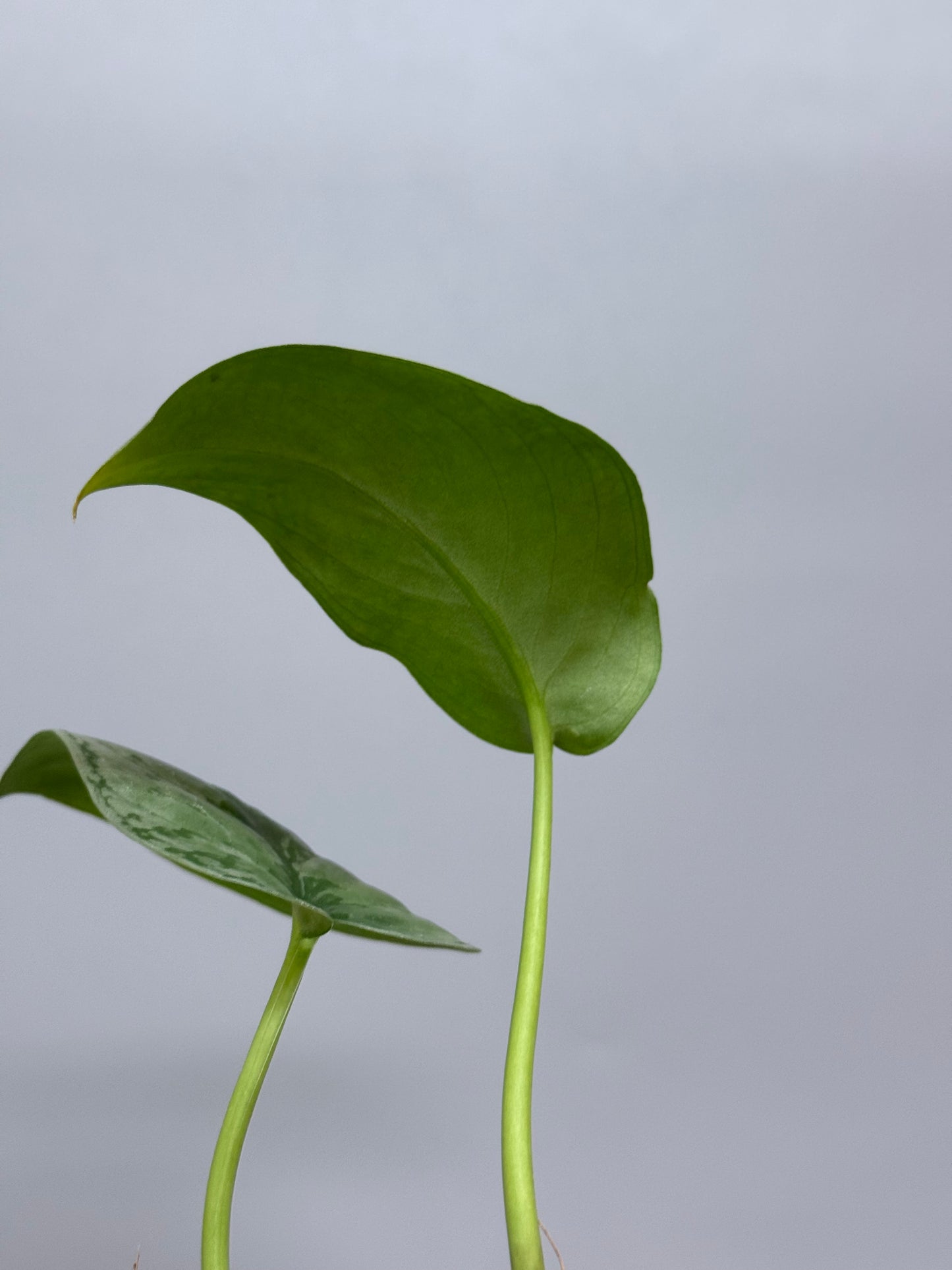 スキンダプサス sp.ジャンビ / Scindapsus sp.jambi (1)