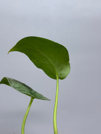 スキンダプサス sp.ジャンビ / Scindapsus sp.jambi (1)