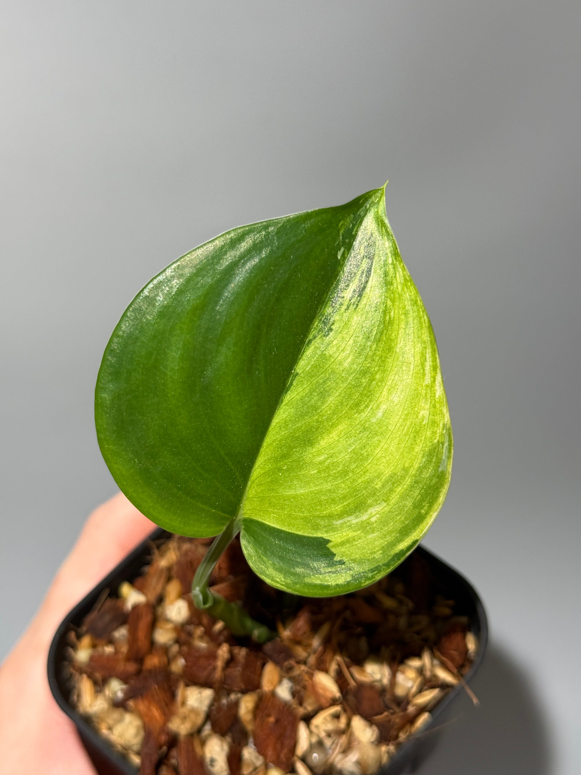 スキンダプサス ルビコン 斑入り  / Scindapsus Rubicon var.  (1)