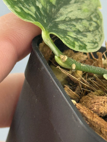 スキンダプサス スノーフレック ミューテーション  / Scindapsus snowfleck mutation (1)