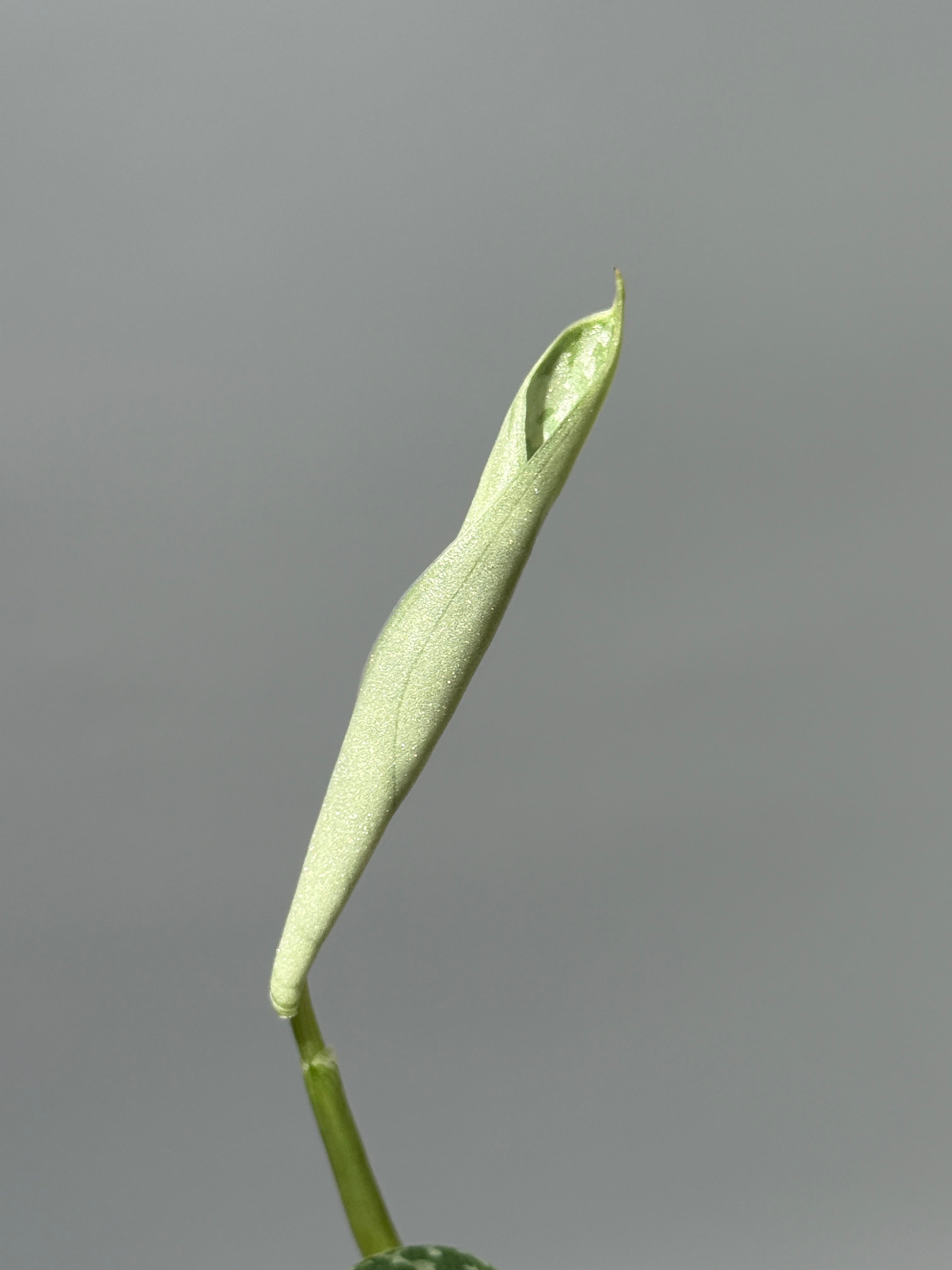 スキンダプサス ラカンビニ / Scindapsus Lakambini (1) – Nakayama-Plants