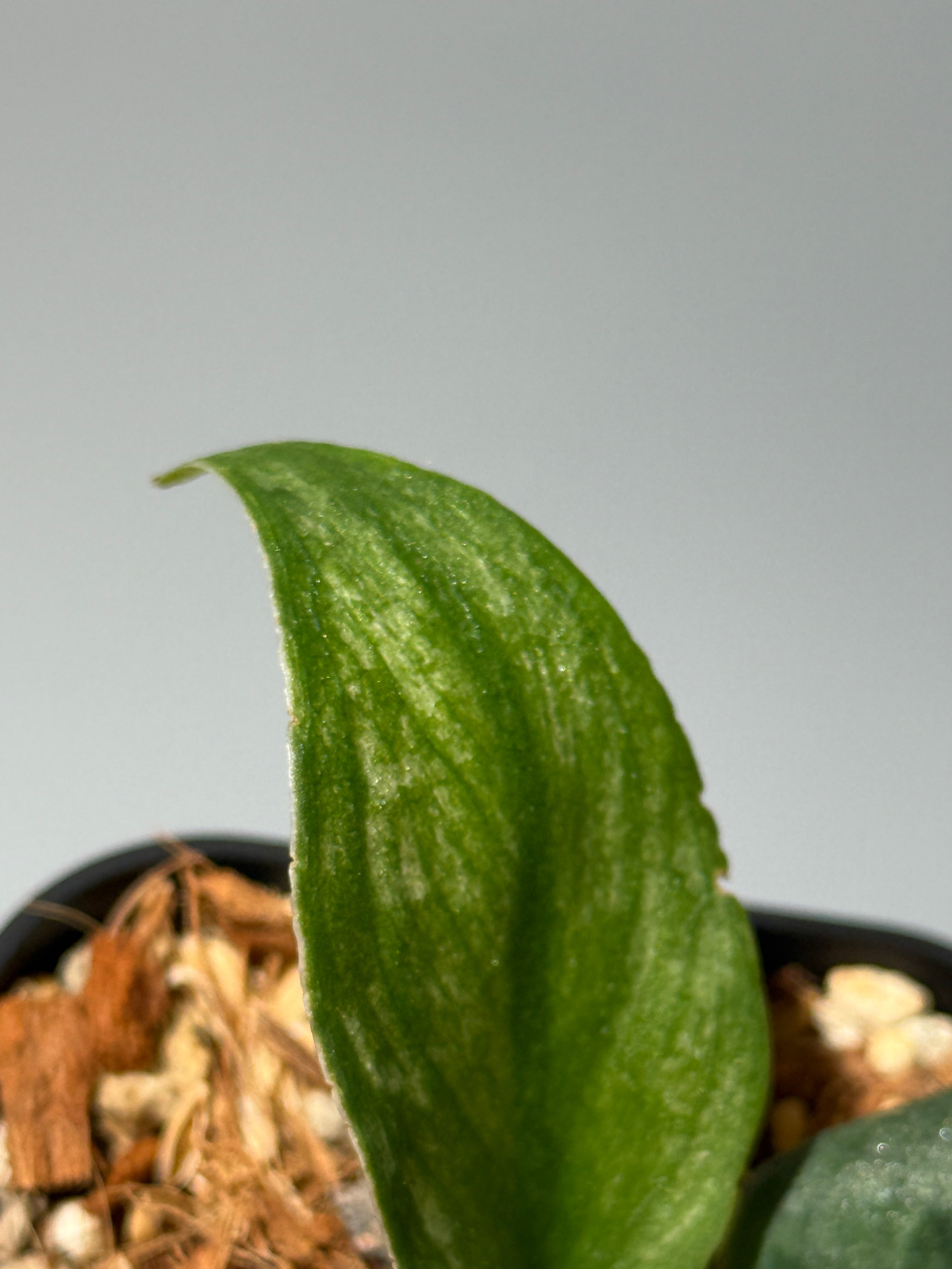 スキンダプサス パイソン / Scindapsus Python (1) – Nakayama-Plants