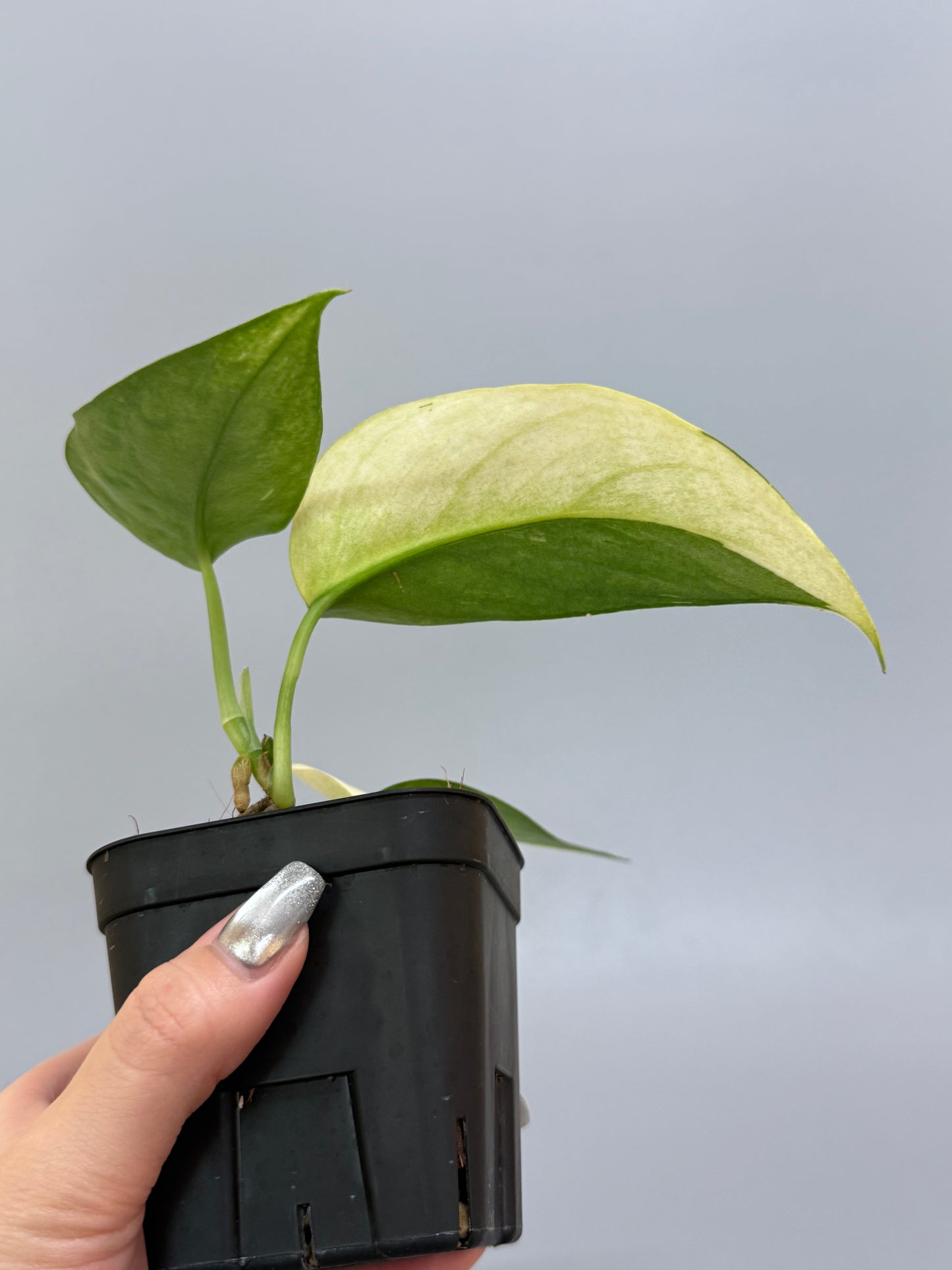 スキンダプサス ラカンビニ / Scindapsus lakambini  (2)