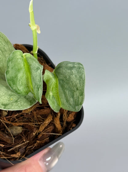 スキンダプサス ウィアード / Scindapsus Weirdo (2)