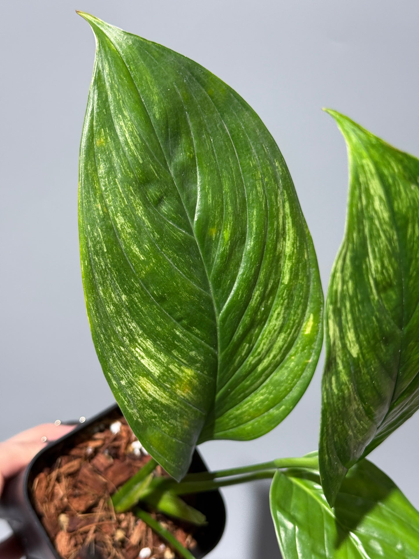 スキンダプサス ペラケンシス  / Scindapsus Perakensis (1)